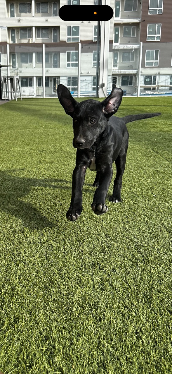 Enlarge Smoke, a Adoptable mixed breed in Evergreen, CO image 1/5