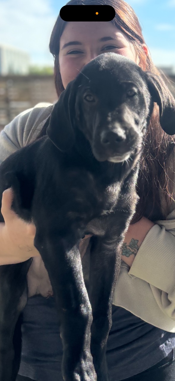 Enlarge Smoke, a Adoptable mixed breed in Evergreen, CO image 2/5