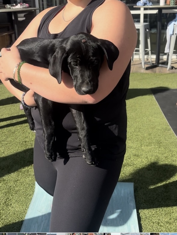 Enlarge Smoke, a Adoptable mixed breed in Evergreen, CO image 3/5