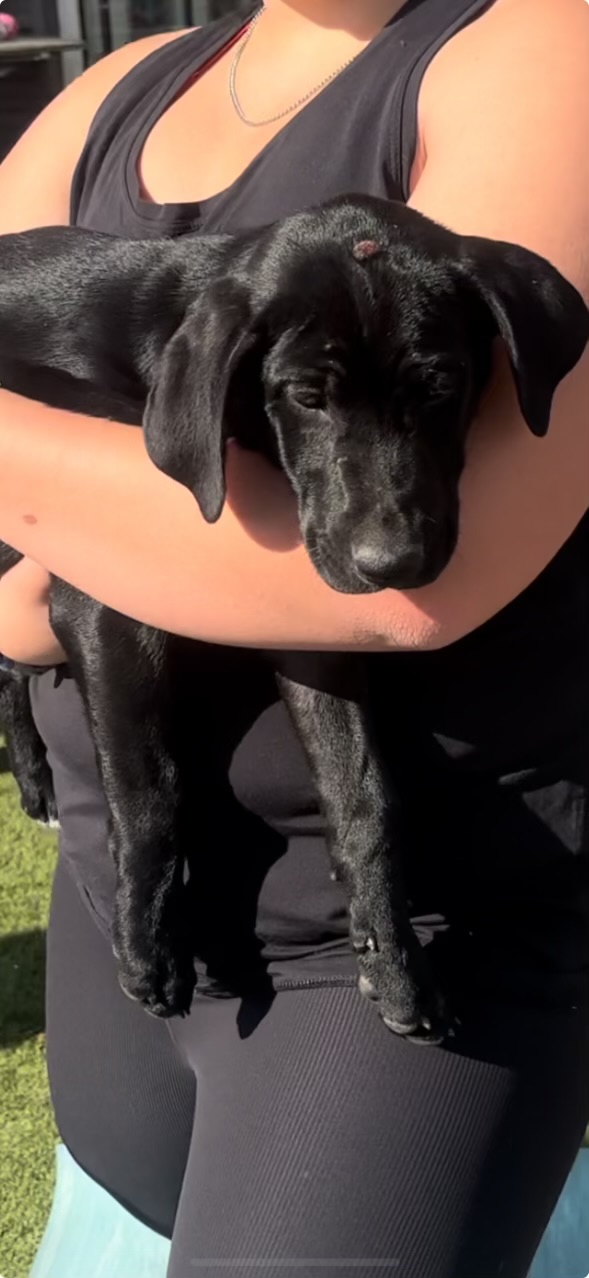 Enlarge Smoke, a Adoptable mixed breed in Evergreen, CO image 4/5