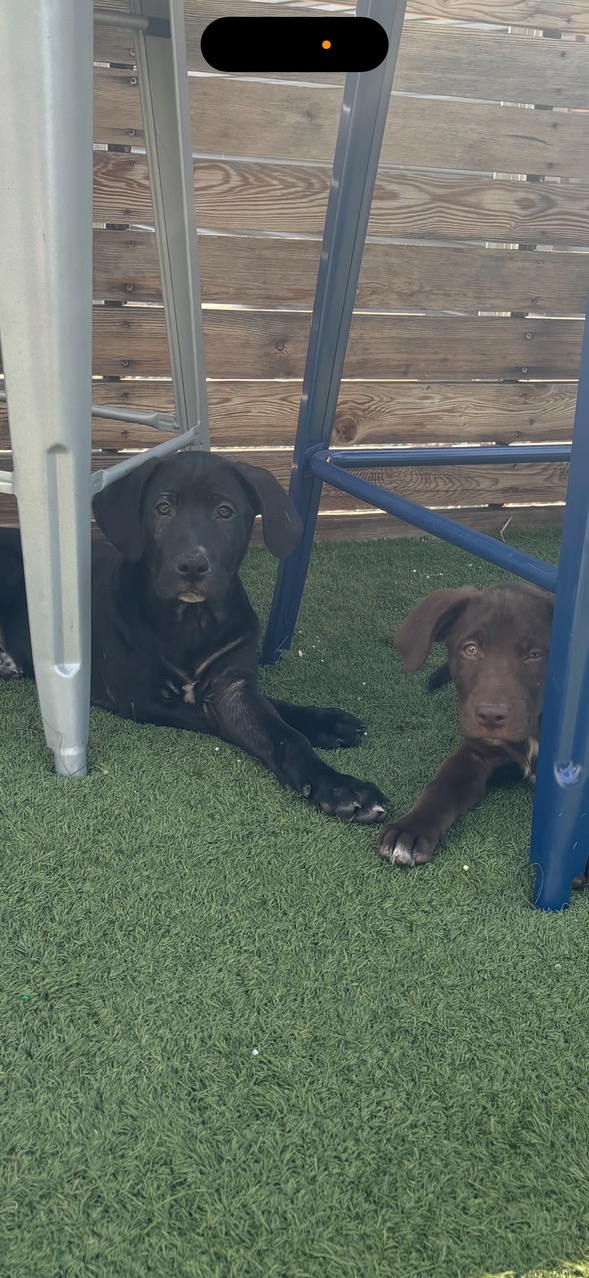 Enlarge Smoke, a Adoptable mixed breed in Evergreen, CO image 5/5