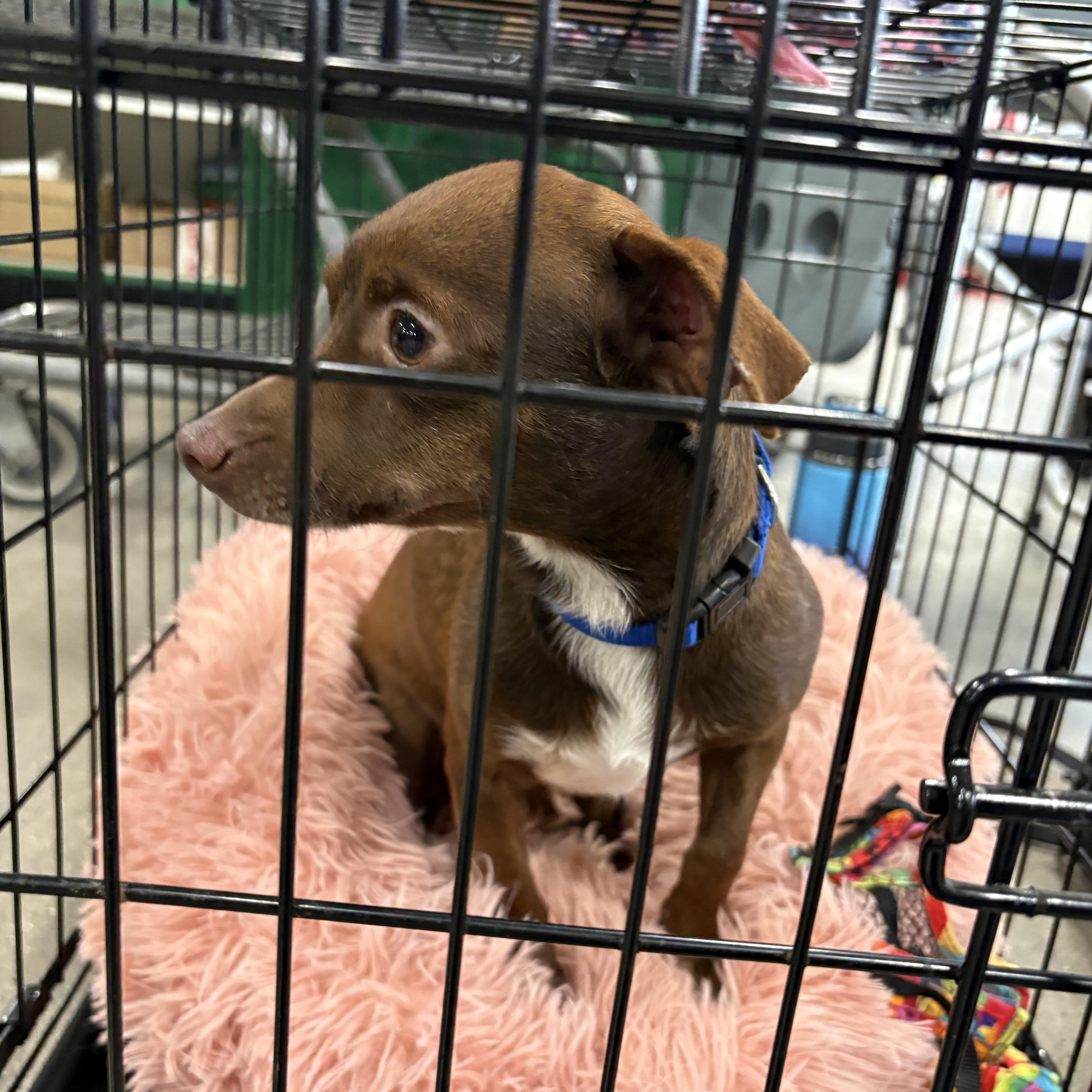 Enlarge Brownie, a ADOPTABLE Chihuahua in Coldwater, MI image 1/3