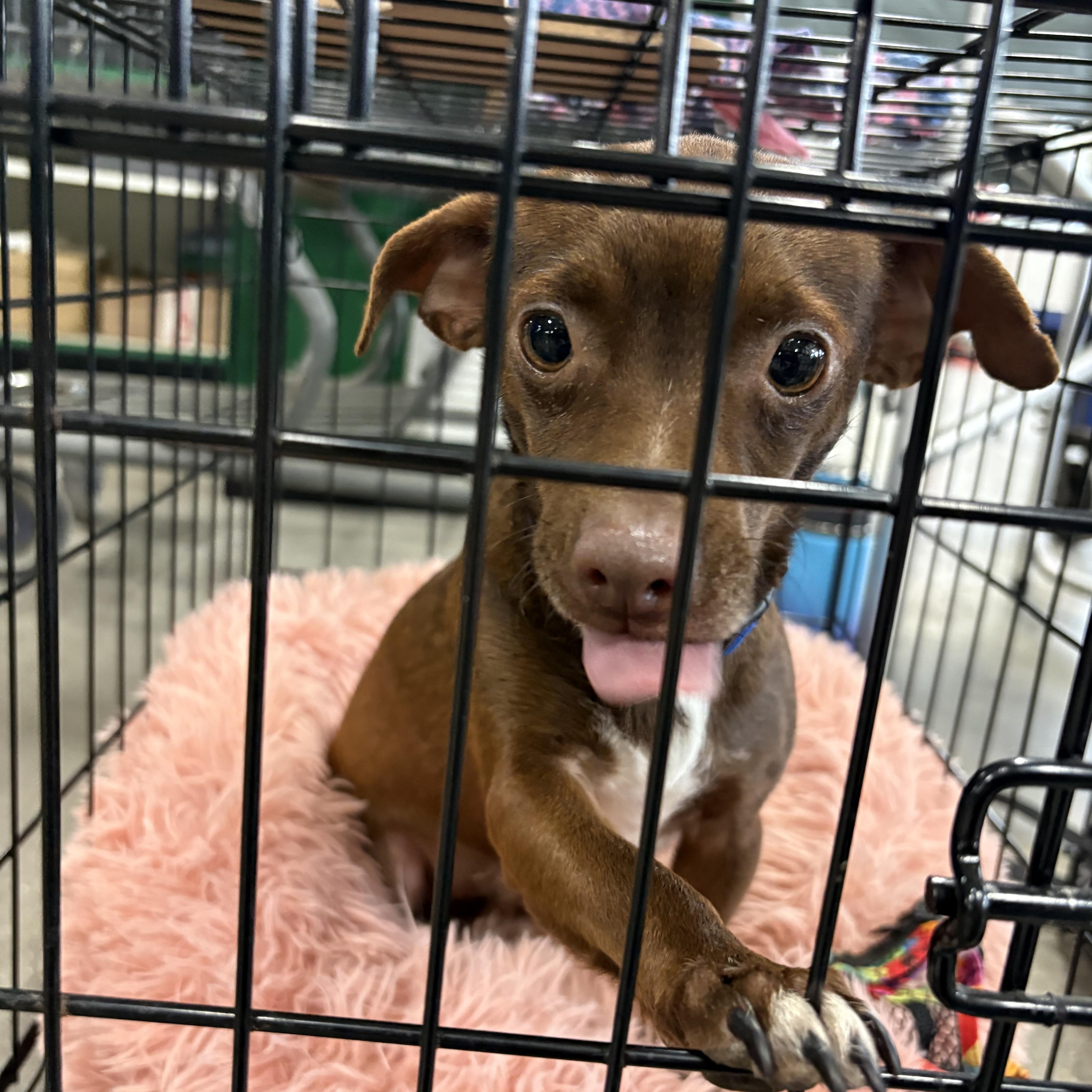 Enlarge Brownie, a ADOPTABLE Chihuahua in Coldwater, MI image 2/3