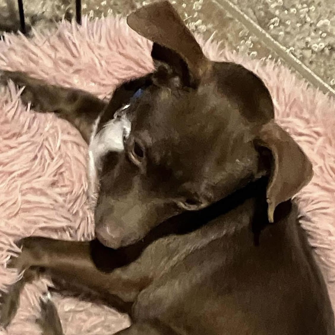 Enlarge Brownie, a ADOPTABLE Chihuahua in Coldwater, MI image 3/3