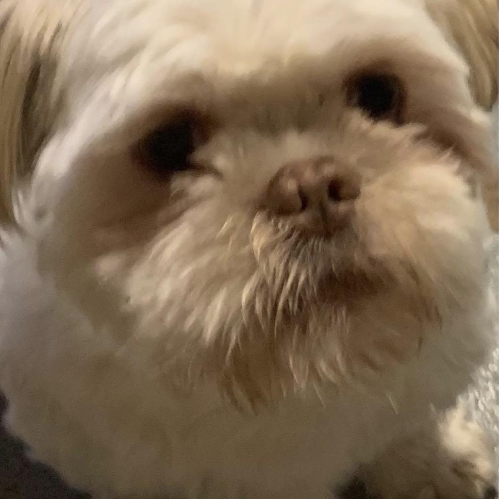 Lucky, Adoptable, Adult Male Shih Tzu.