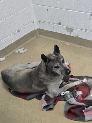 Enlarge S/C Pedro, a Adoptable mixed breed in North Miami Beach, FL image 1/3