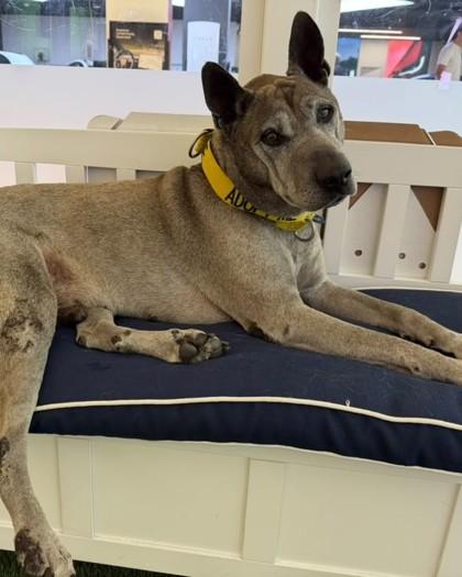 S/C Pedro, Adoptable, Senior Male Mixed Breed & Mixed Breed.