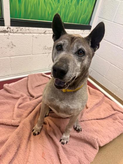 S/C Pedro, a Adoptable mixed breed in North Miami Beach, FL image 2/3