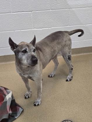 Enlarge S/C Pedro, a Adoptable mixed breed in North Miami Beach, FL image 1/1