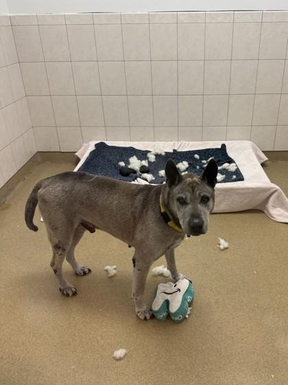 Enlarge S/C Pedro, a Adoptable mixed breed in North Miami Beach, FL image 3/3