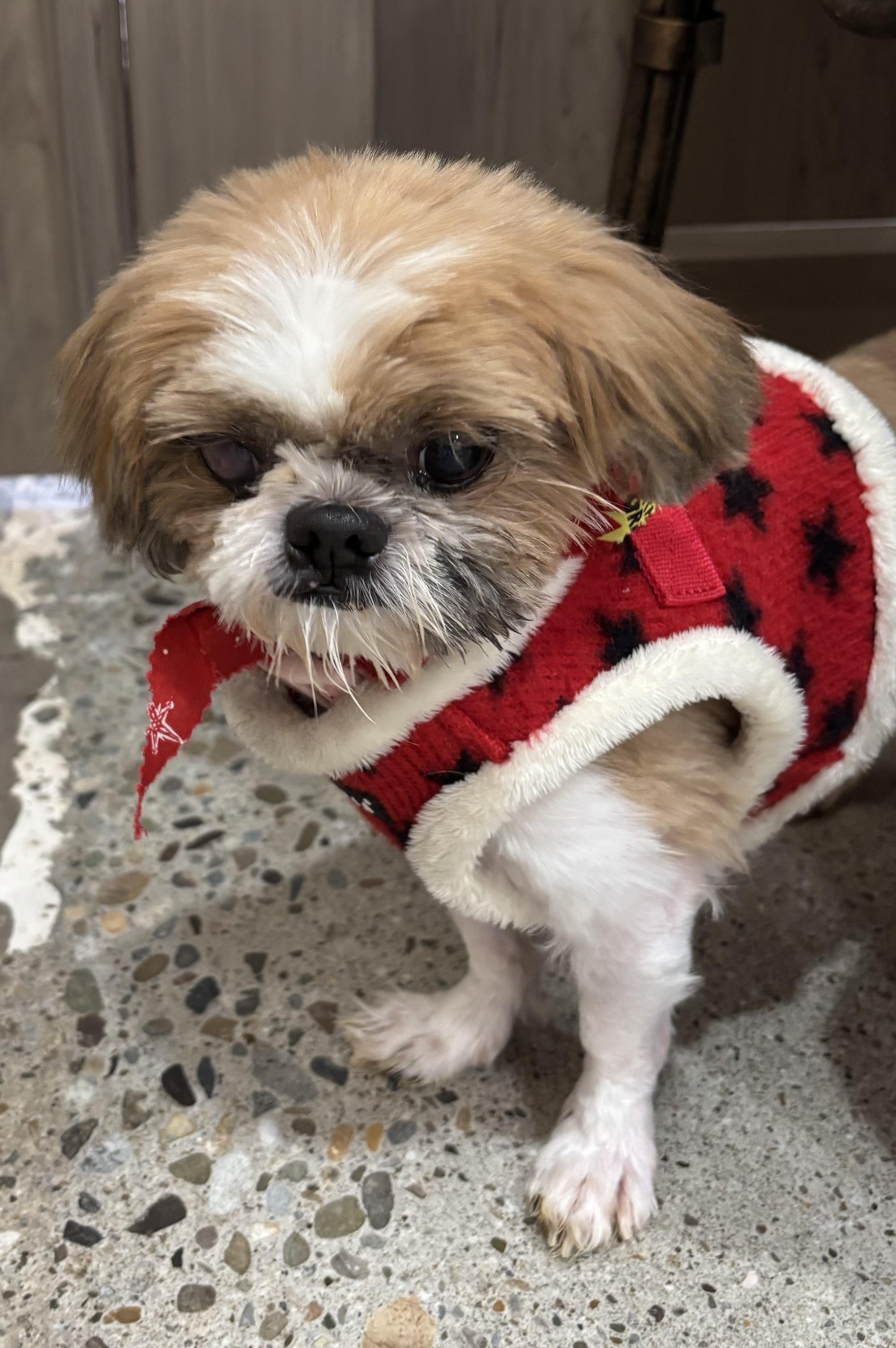 Furrst Noel, ADOPTABLE, Adult Female Shih Tzu.