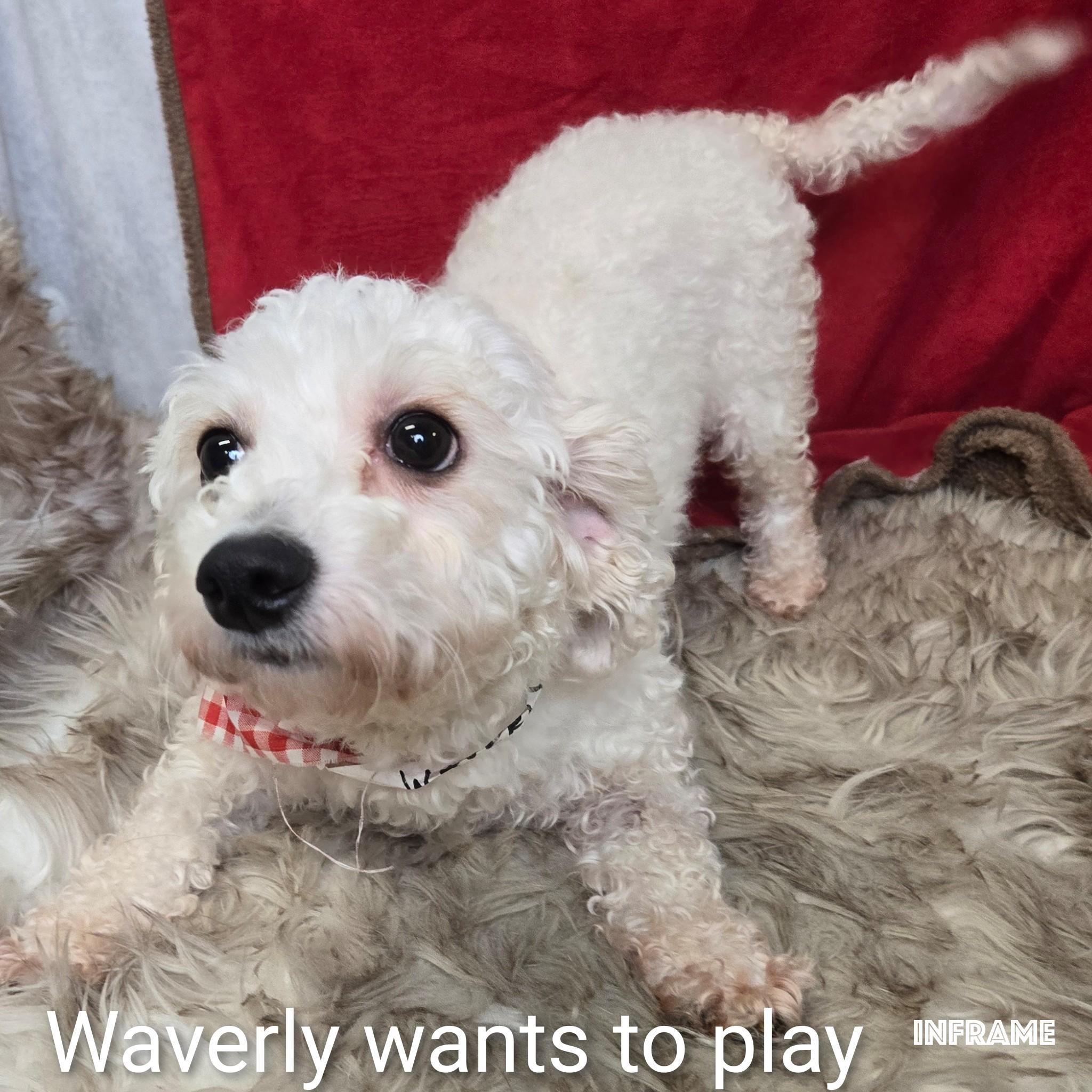 Enlarge Waverly, a ADOPTABLE Bichon Frise in Fredericksburg, VA image 4/6