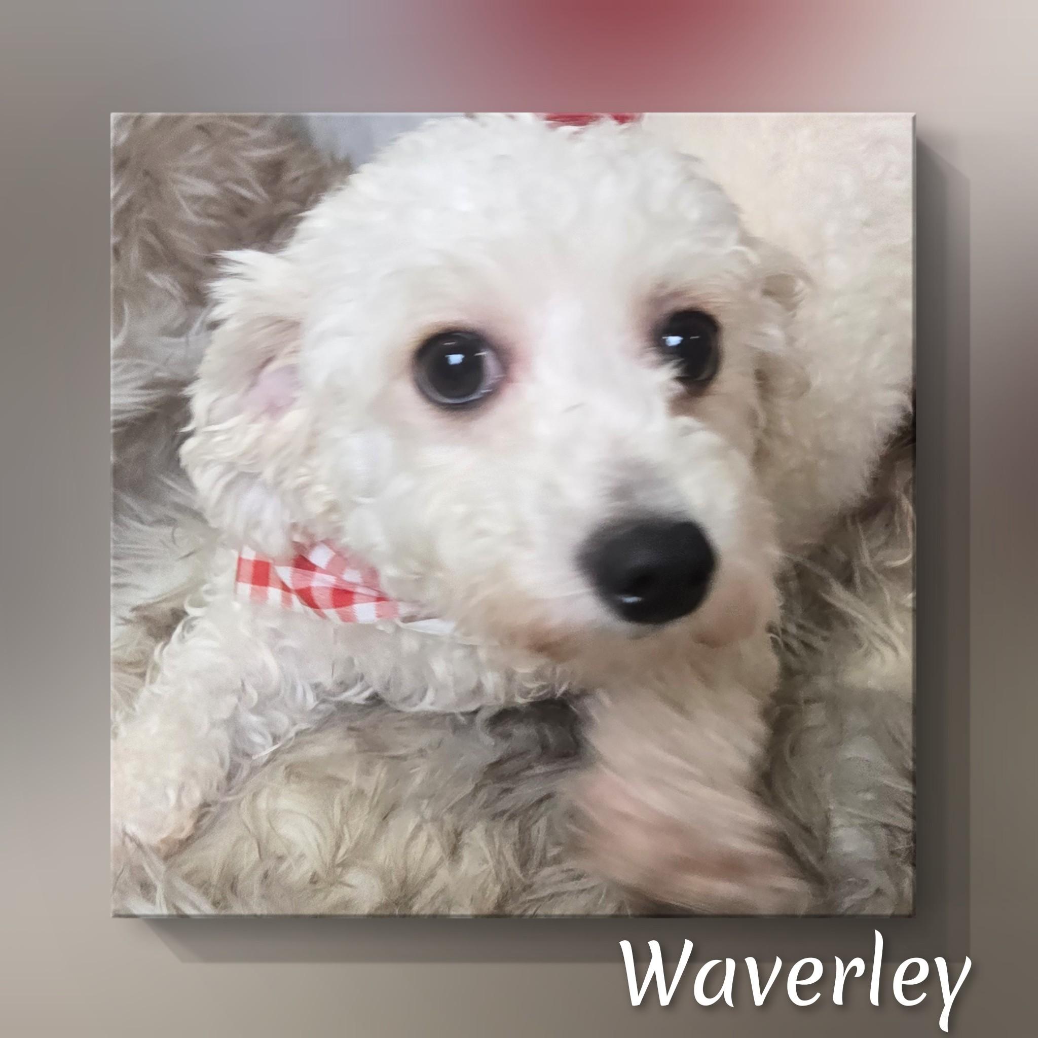 Enlarge Waverly, a ADOPTABLE Bichon Frise in Fredericksburg, VA image 2/6