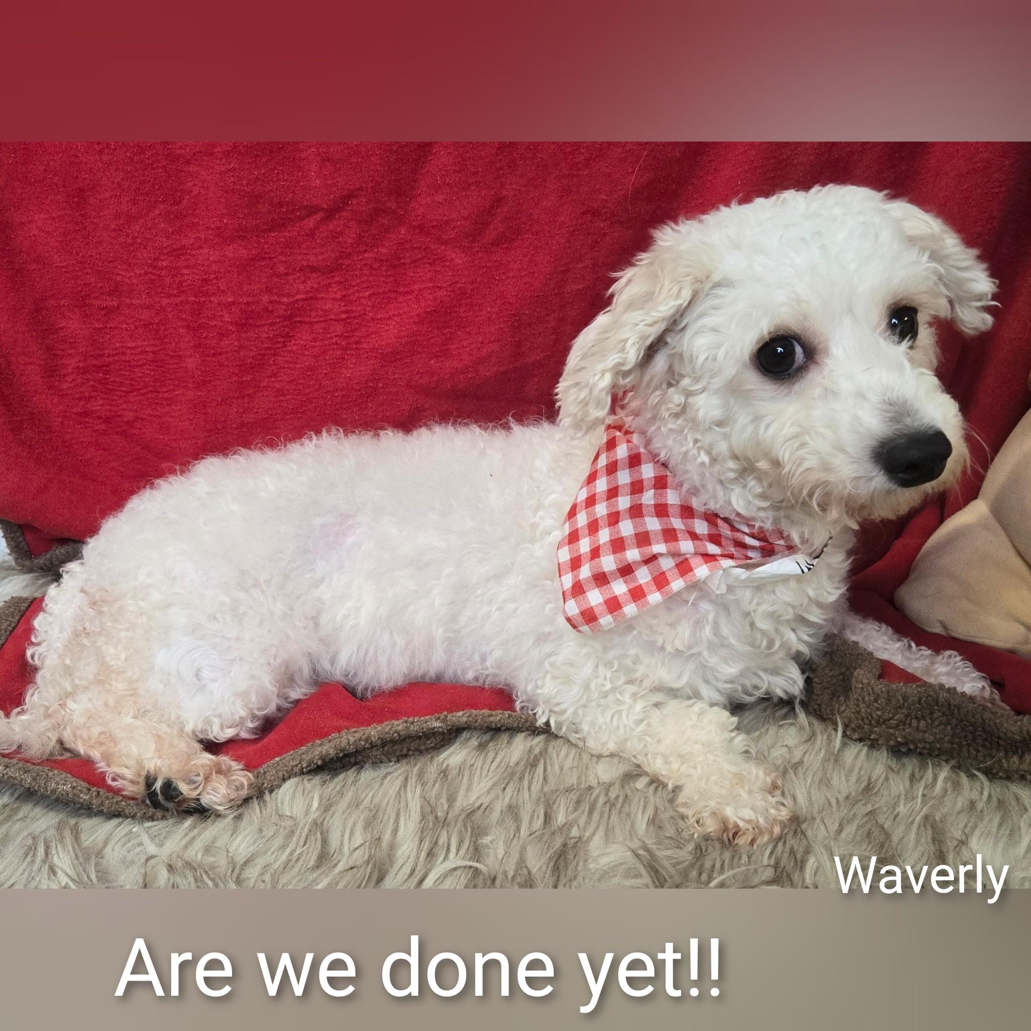 Enlarge Waverly, a ADOPTABLE Bichon Frise in Fredericksburg, VA image 6/6