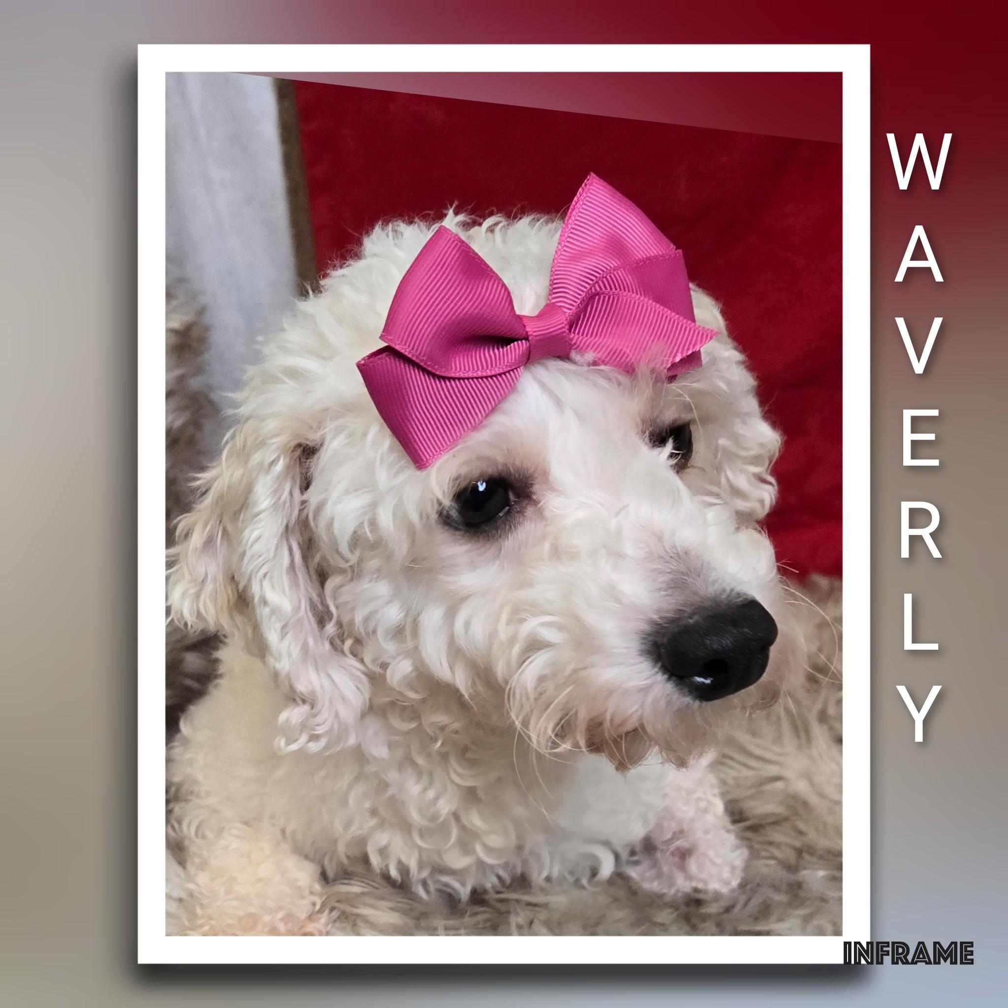 Waverly, ADOPTABLE, Adult Female Bichon Frise.