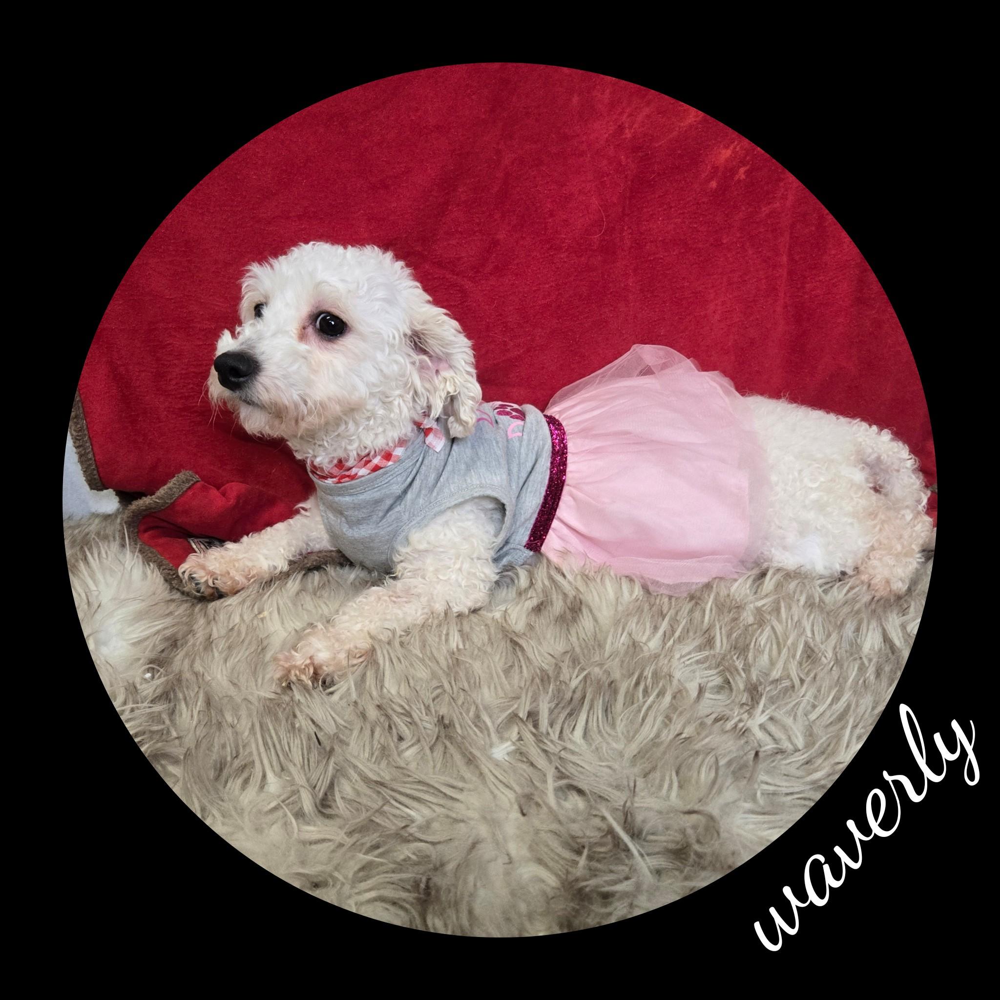Enlarge Waverly, a ADOPTABLE Bichon Frise in Fredericksburg, VA image 5/6