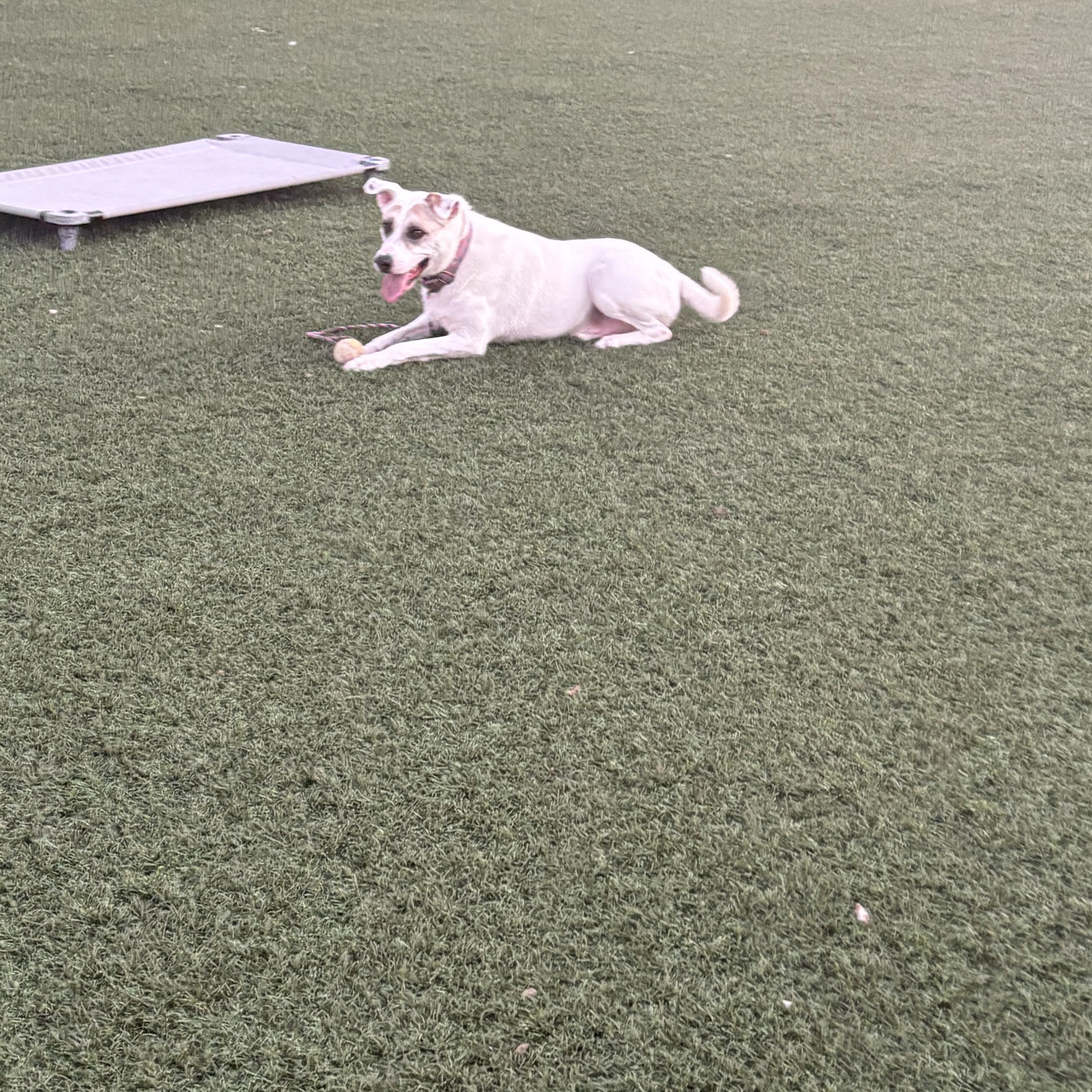 Enlarge Jake, a Adoptable mixed breed in Cody, WY image 6/6