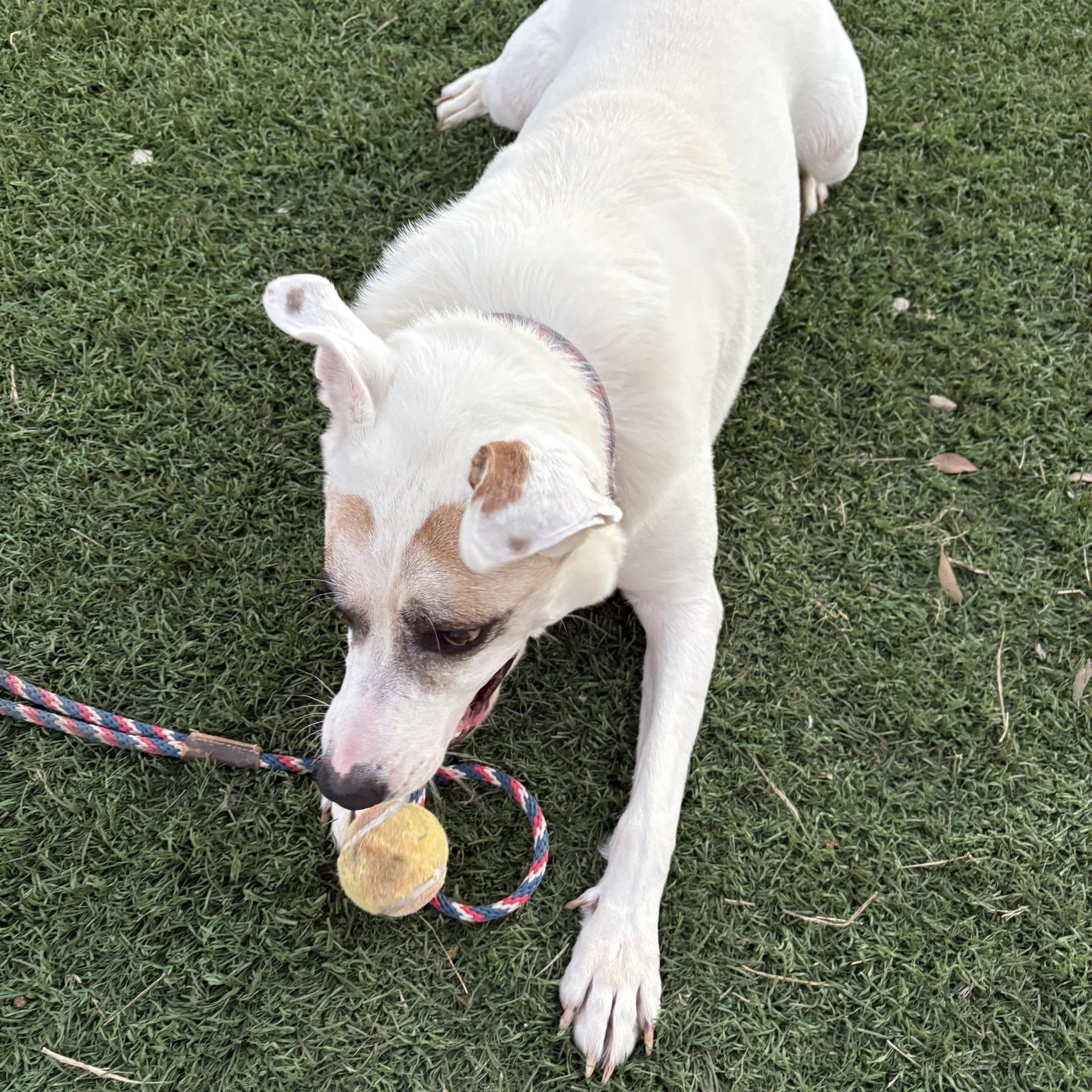 Enlarge Jake, a Adoptable mixed breed in Cody, WY image 4/6