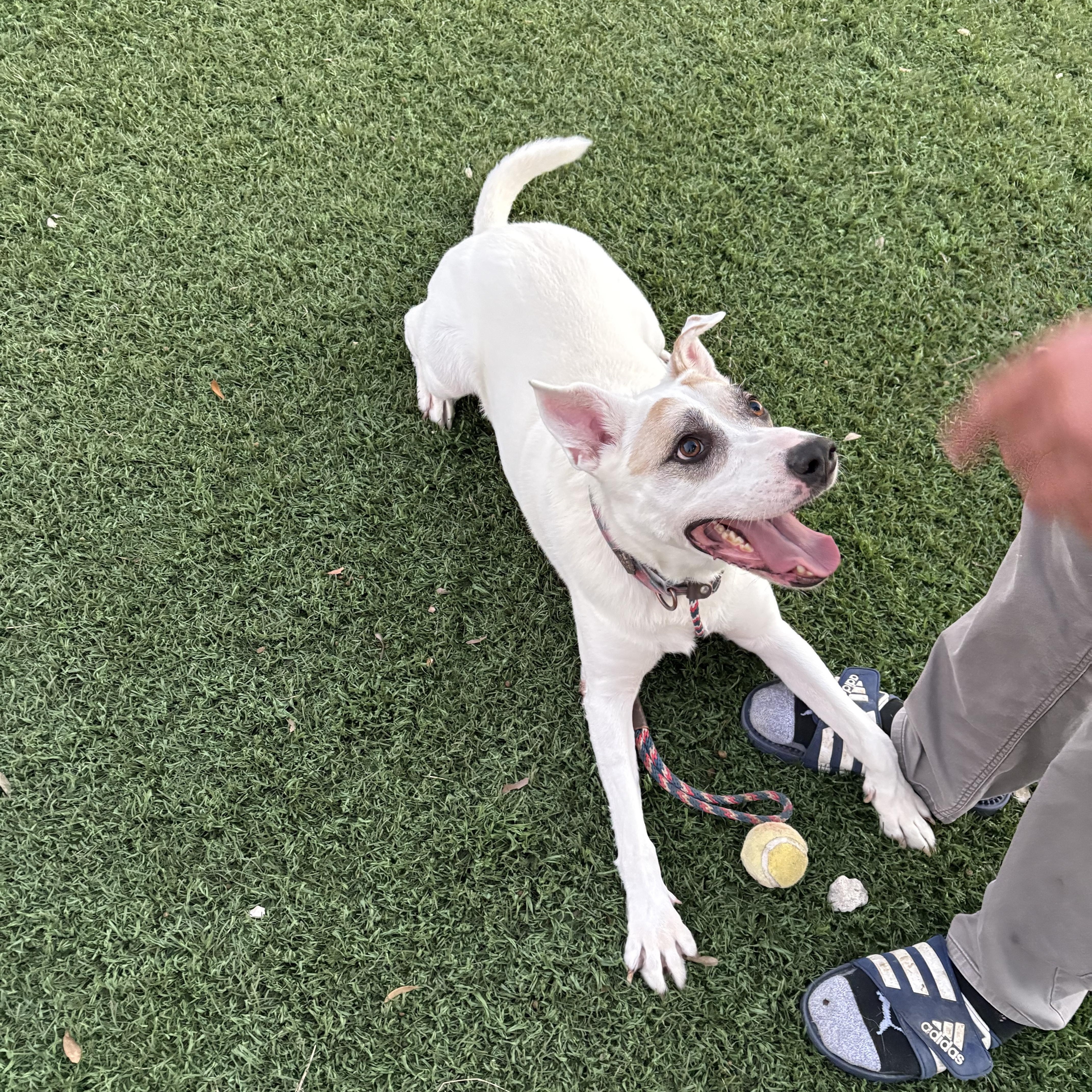 Enlarge Jake, a Adoptable mixed breed in Cody, WY image 5/6