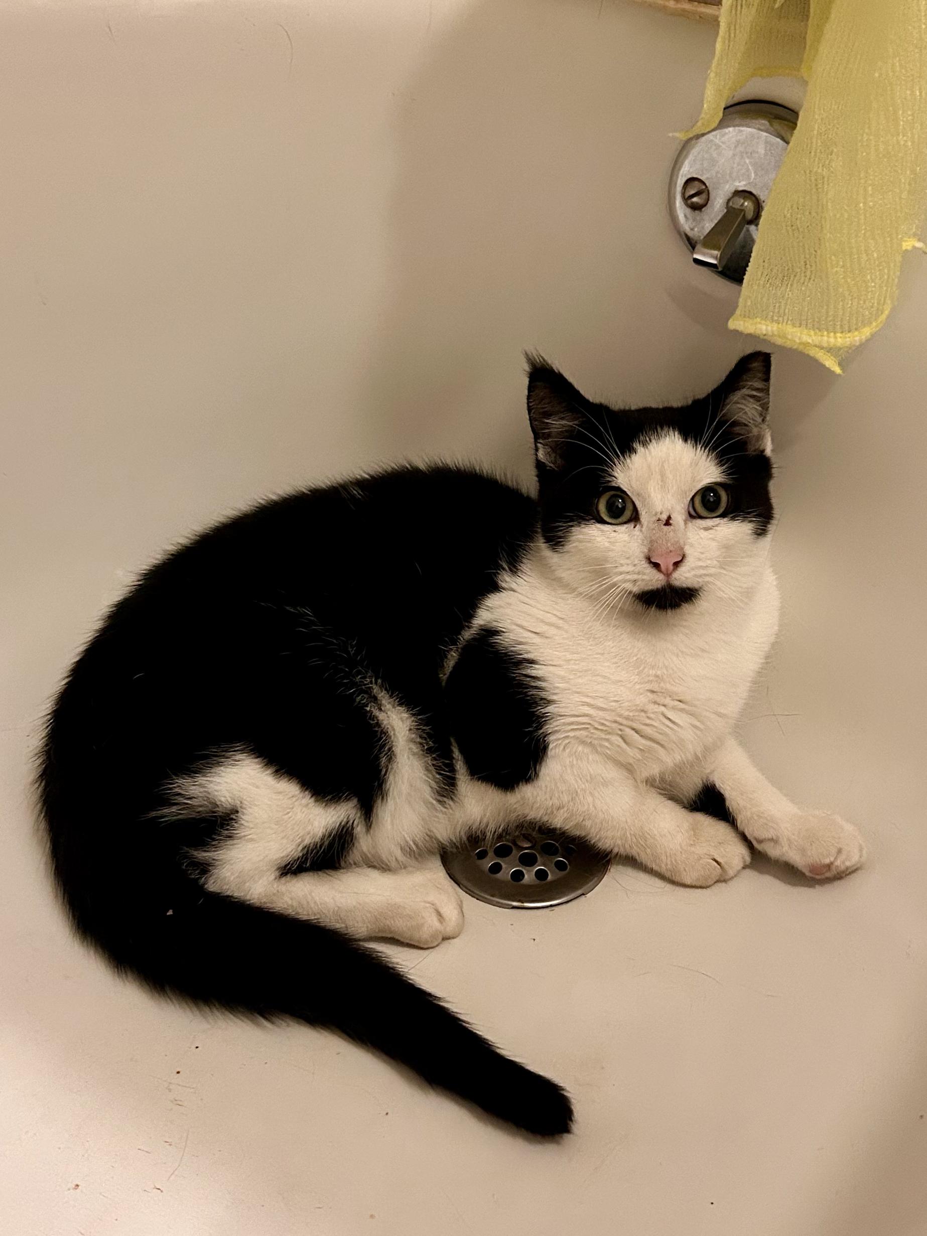 Enlarge Mickey&Minnie, a Adoptable mixed breed in Flushing, NY image 4/6