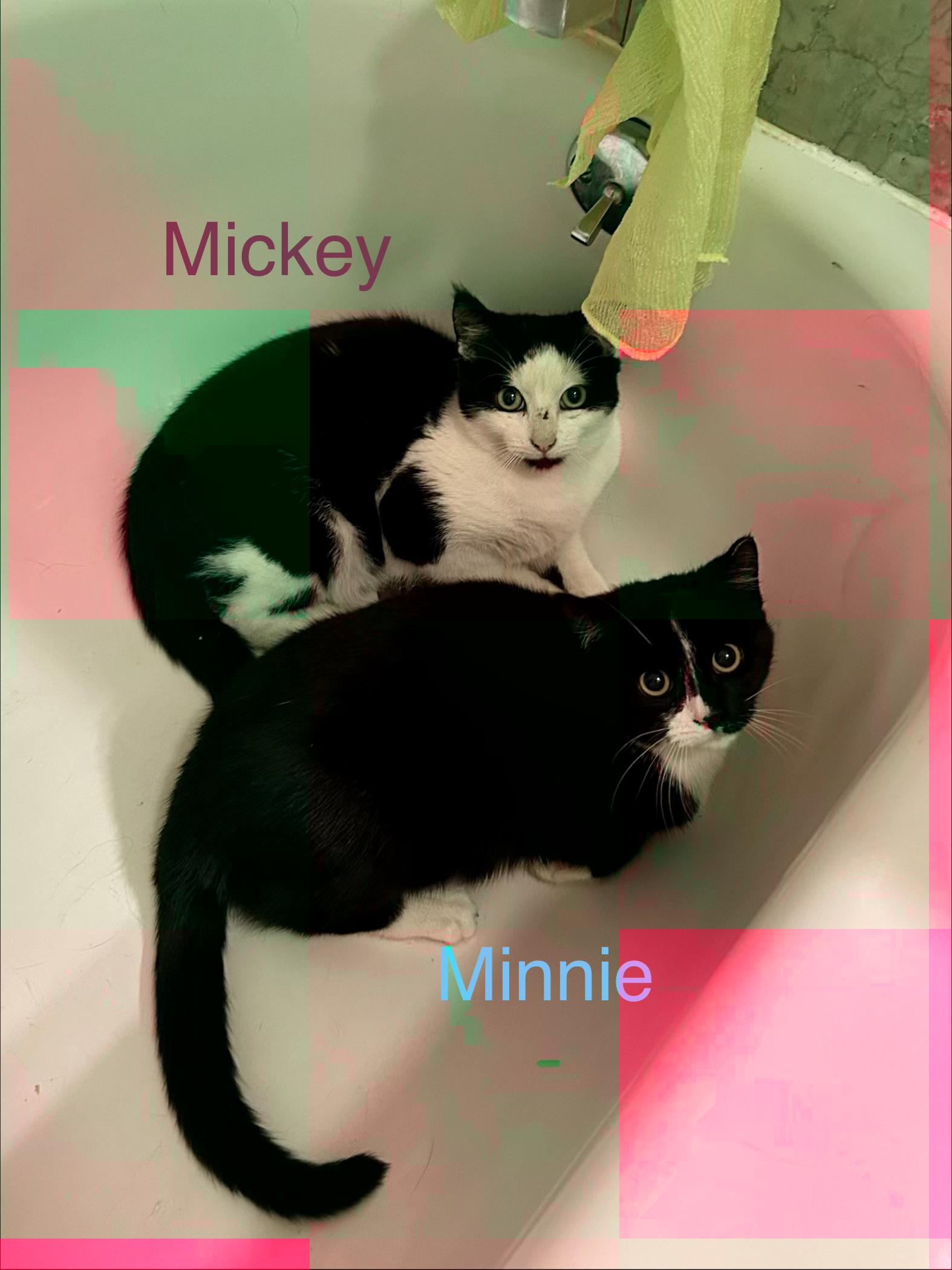 Enlarge Mickey&Minnie, a Adoptable mixed breed in Flushing, NY image 1/6