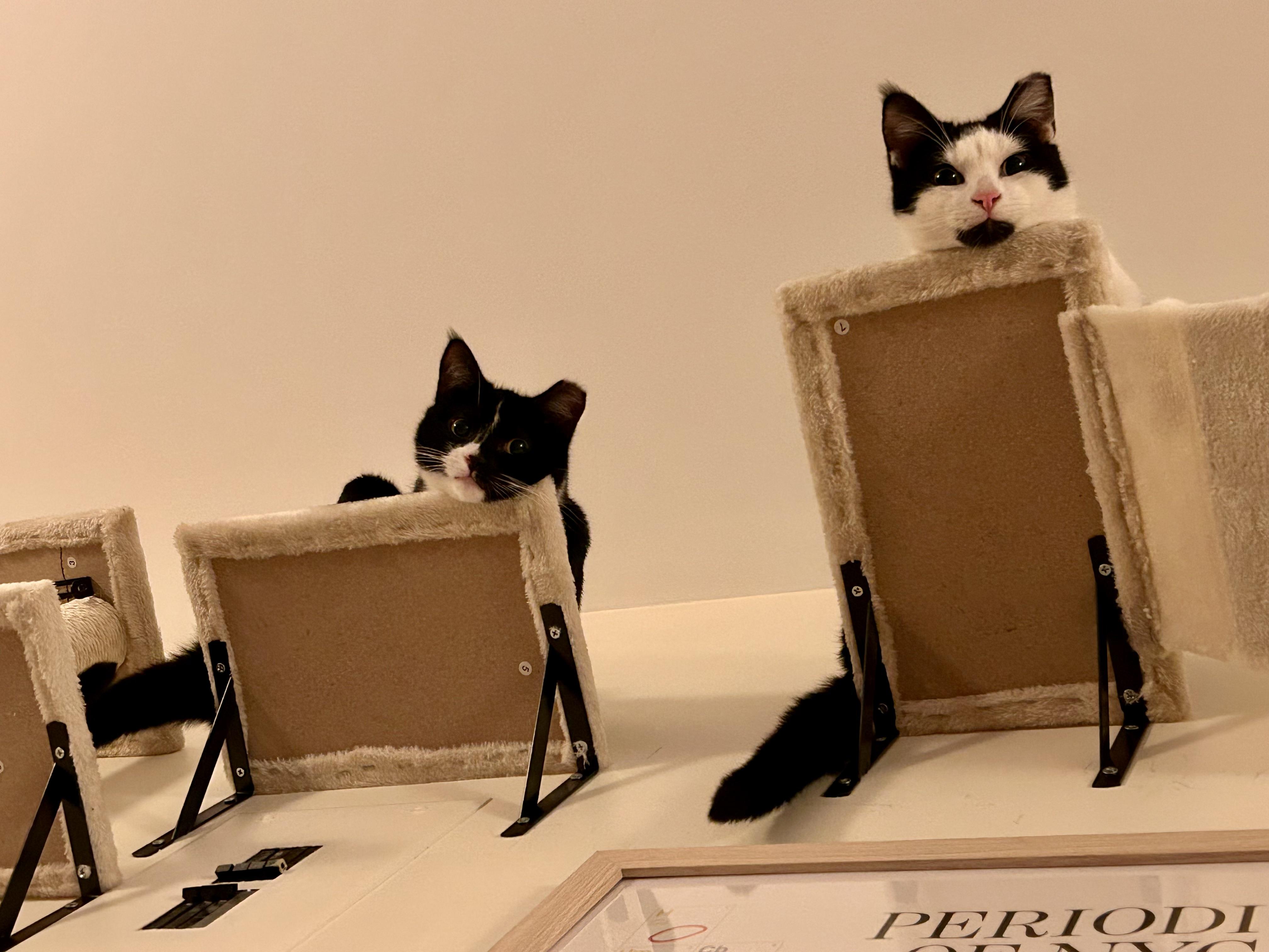 Enlarge Mickey & Minnie (bonded), a Adoptable mixed breed in Flushing, NY image 6/6