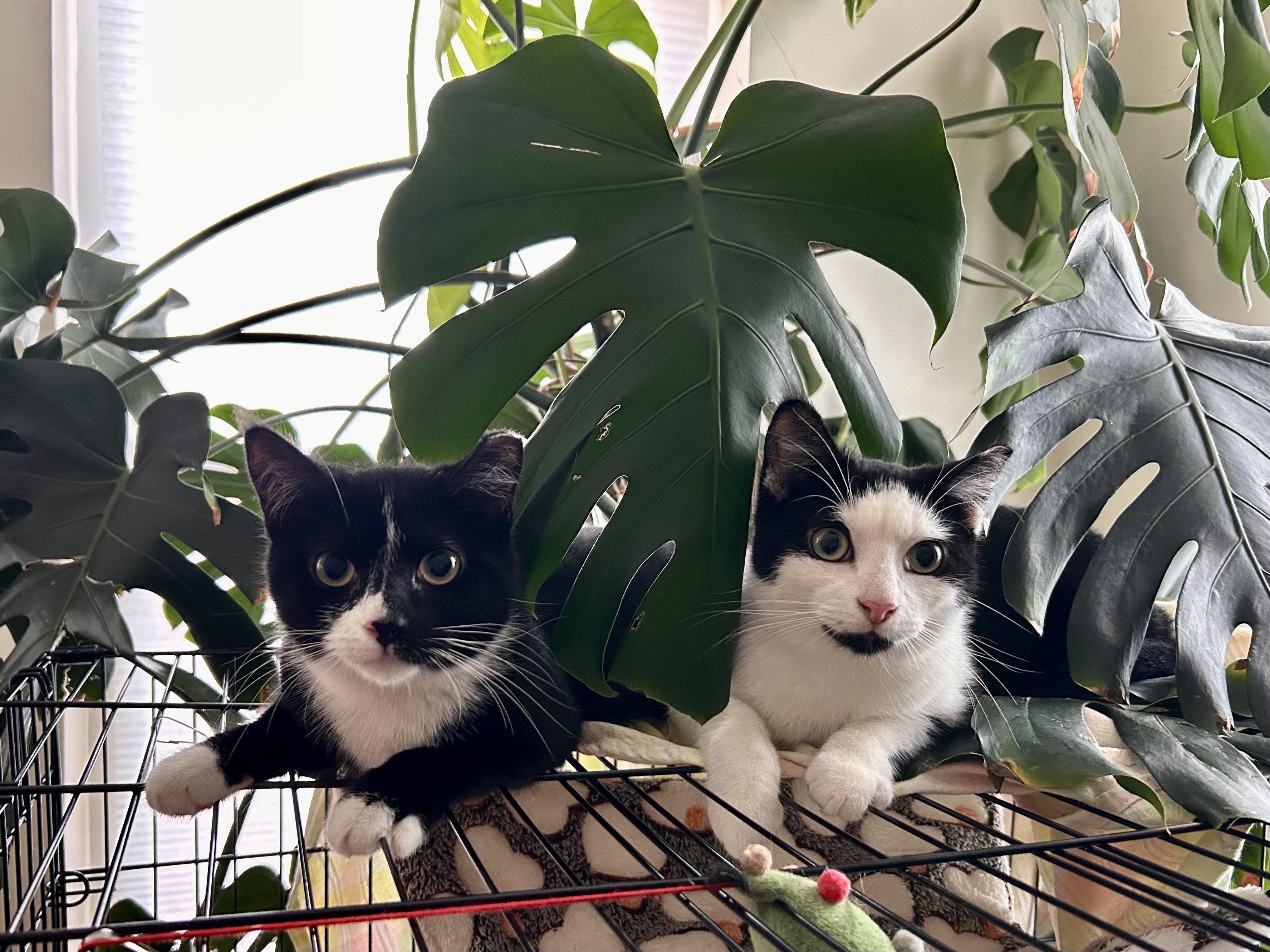 Enlarge Mickey & Minnie (bonded), a Adoptable mixed breed in Flushing, NY image 3/6