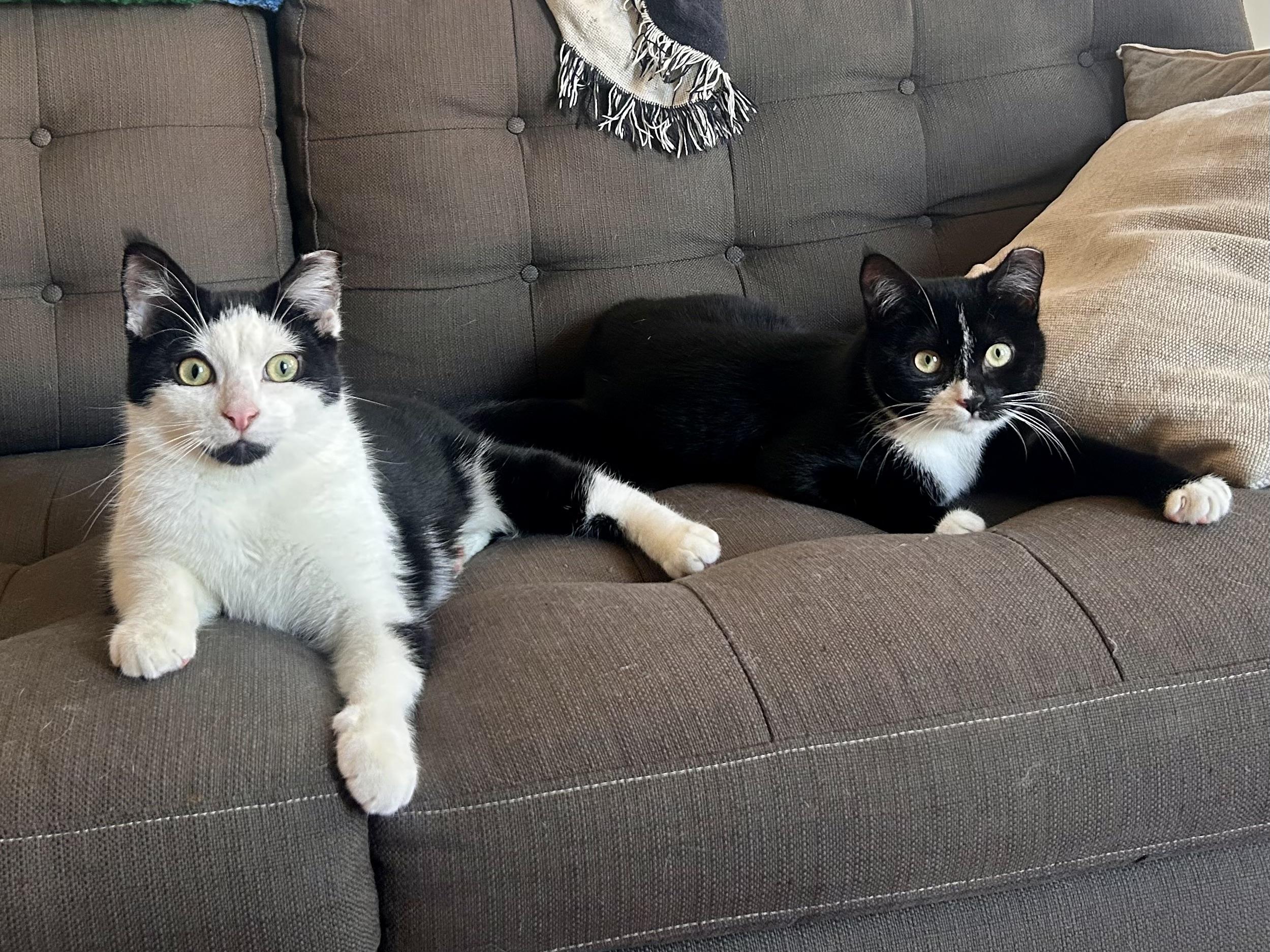 Enlarge Mickey & Minnie (bonded), a Adoptable mixed breed in Flushing, NY image 1/6