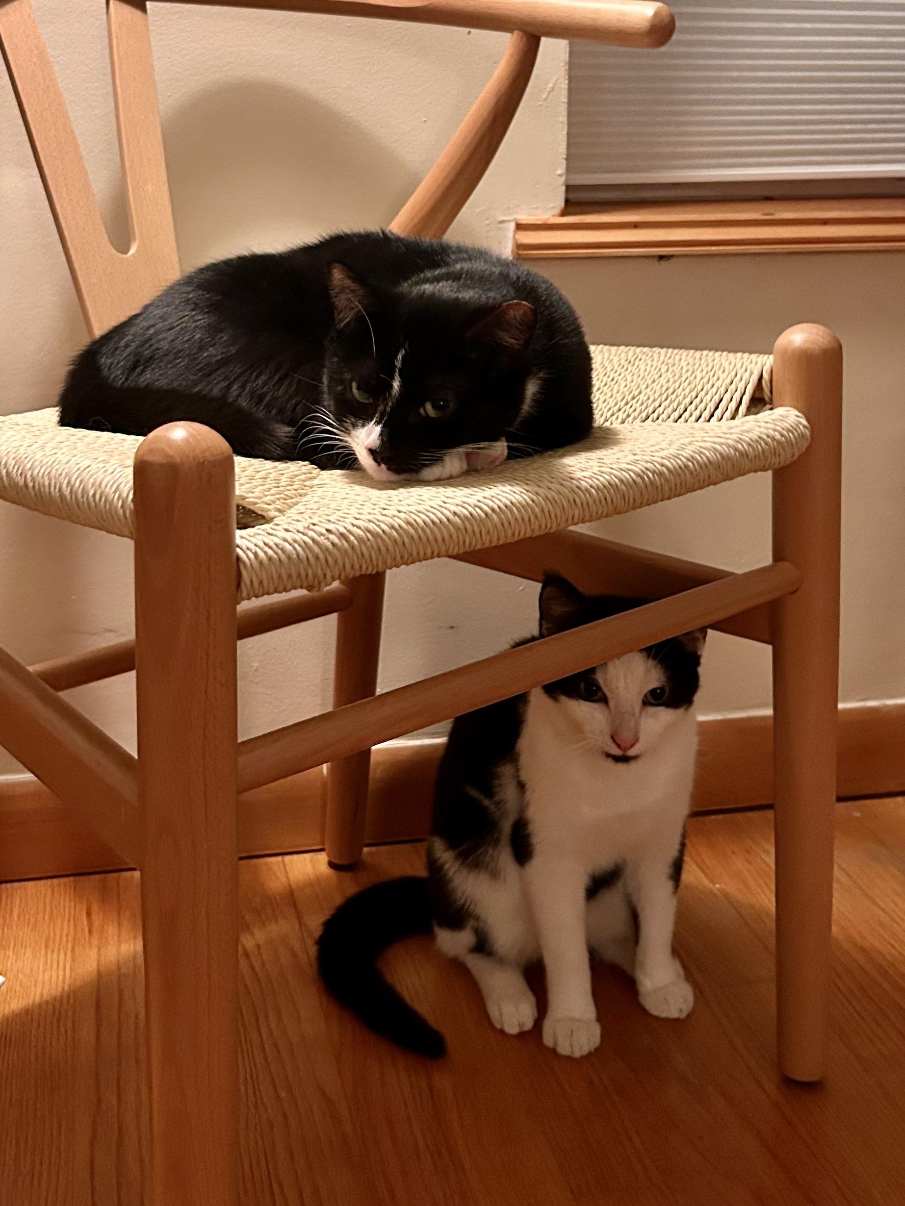 Enlarge Mickey & Minnie (bonded), a Adoptable mixed breed in Flushing, NY image 4/6