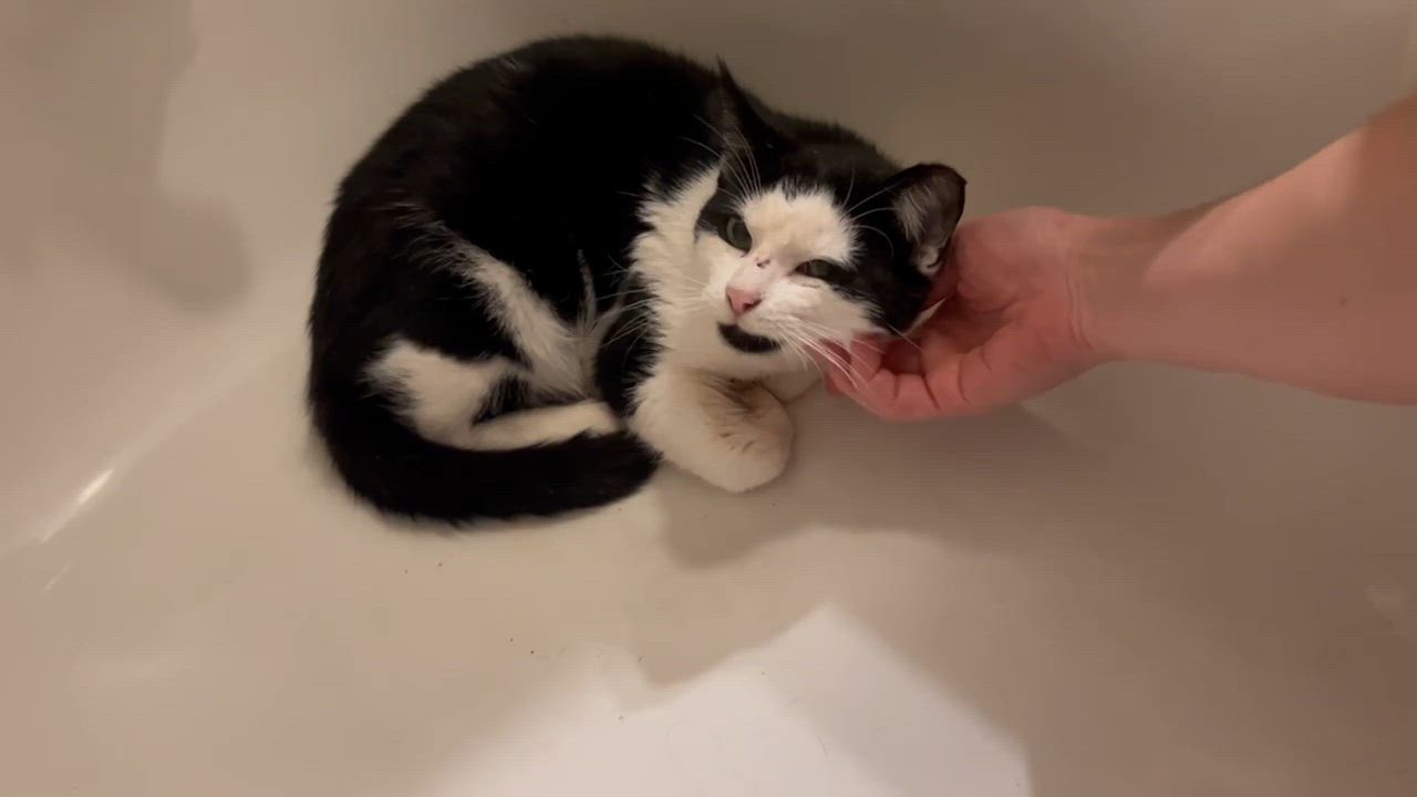 Enlarge Mickey&Minnie, a Adoptable mixed breed in Flushing, NY video 6/6