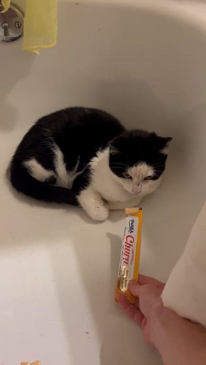 Enlarge Mickey&Minnie, a Adoptable mixed breed in Flushing, NY video 3/6