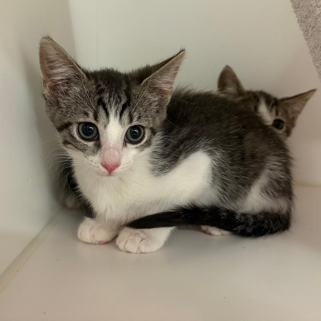 Marmoset, Adoptable, Kitten Female Domestic Short Hair.