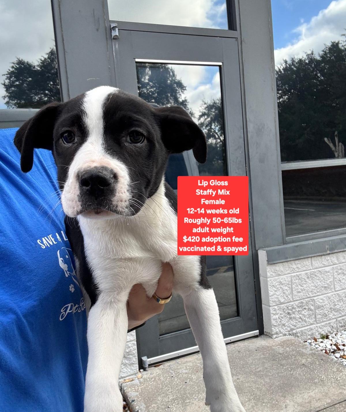 Lip Gloss, ADOPTABLE, Puppy Female Staffordshire Bull Terrier.