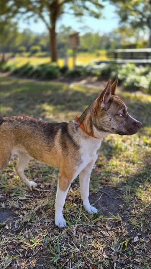Enlarge Stein, a Adoptable mixed breed in Winter Springs, FL image 1/4