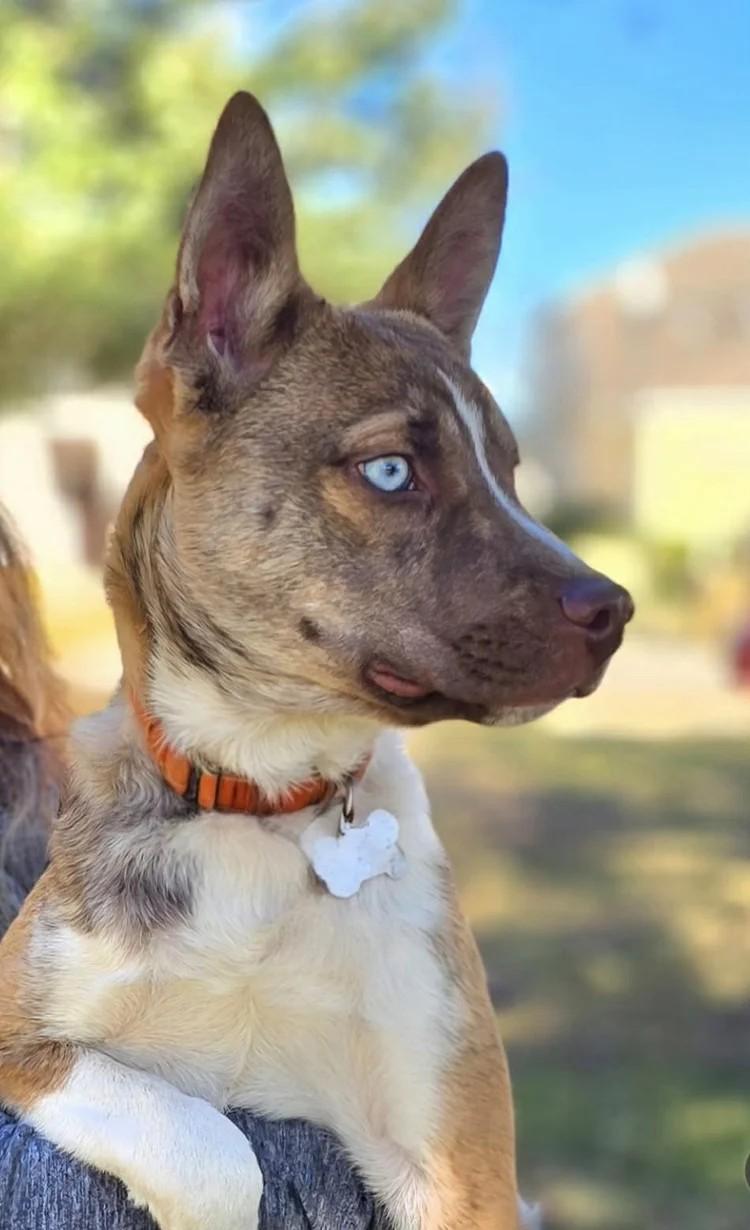 Enlarge Stein, a Adoptable mixed breed in Winter Springs, FL image 2/4