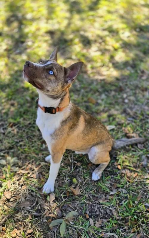 Enlarge Stein, a Adoptable mixed breed in Winter Springs, FL image 3/4