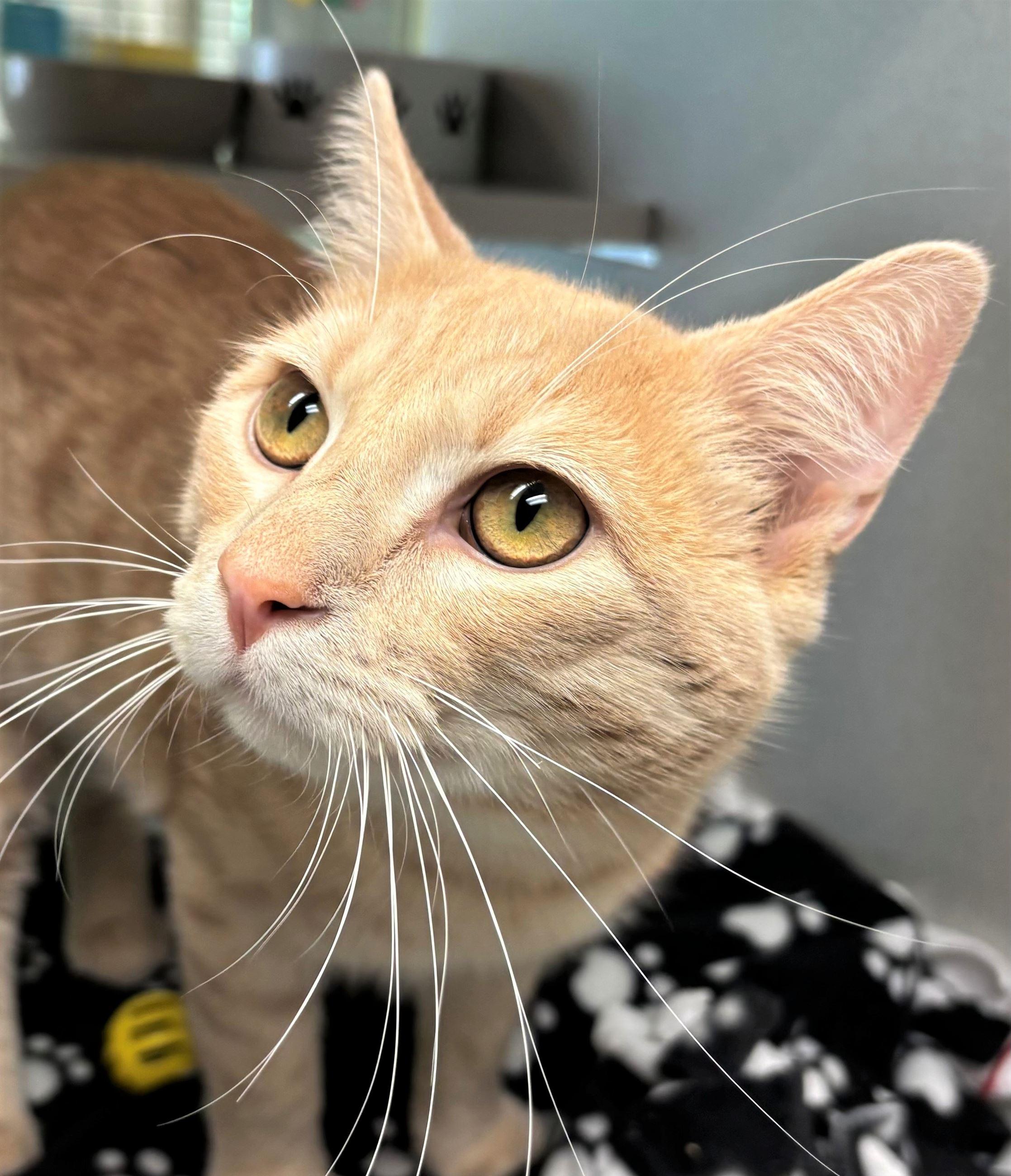 Saffron, a Adoptable Domestic Short Hair in Iowa City, IA image 2/2