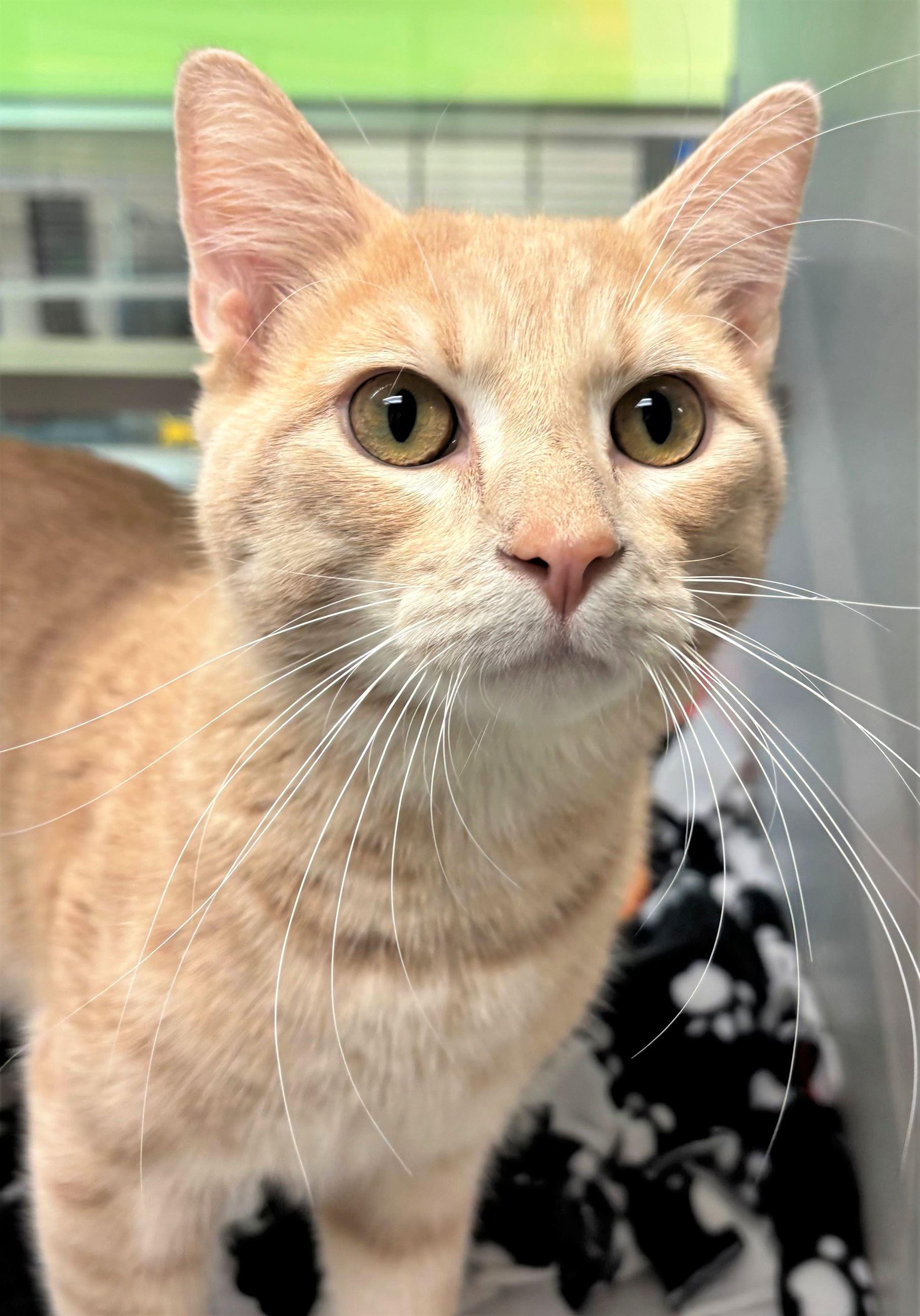 Saffron, Adoptable, Young Male Domestic Short Hair.