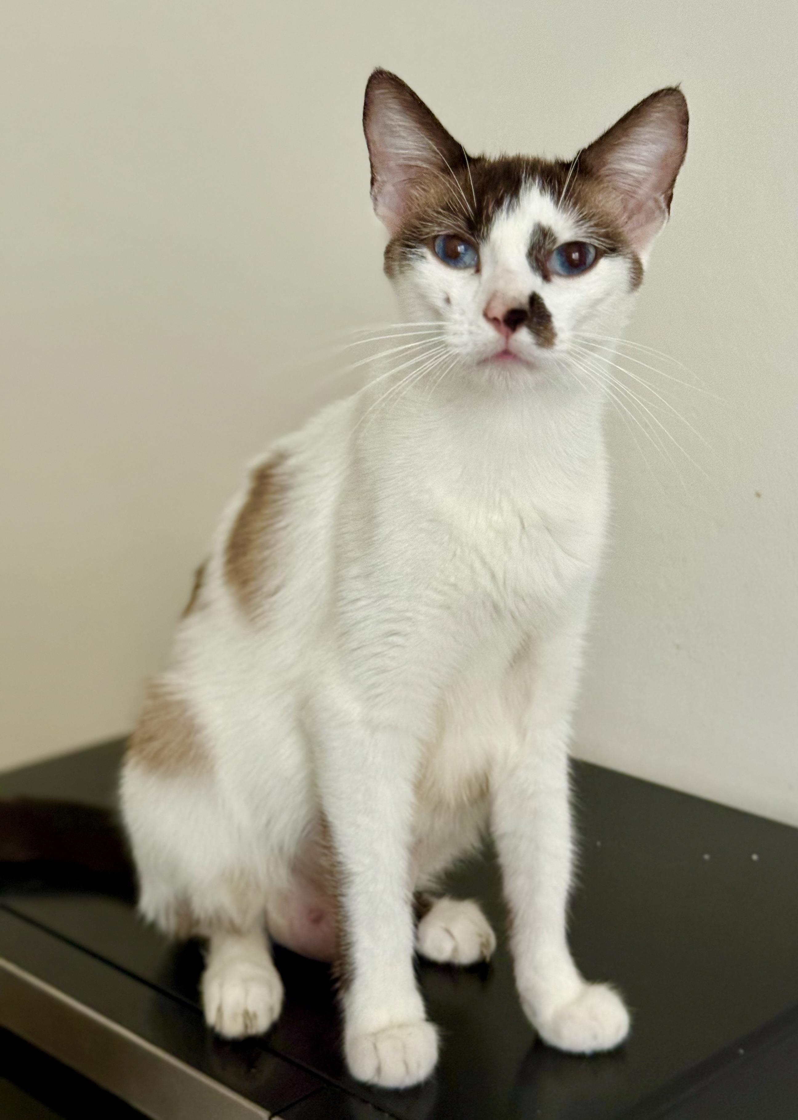 Miranda, an adoptable Snowshoe in Los Angeles, CA, 90028 | Photo Image 4