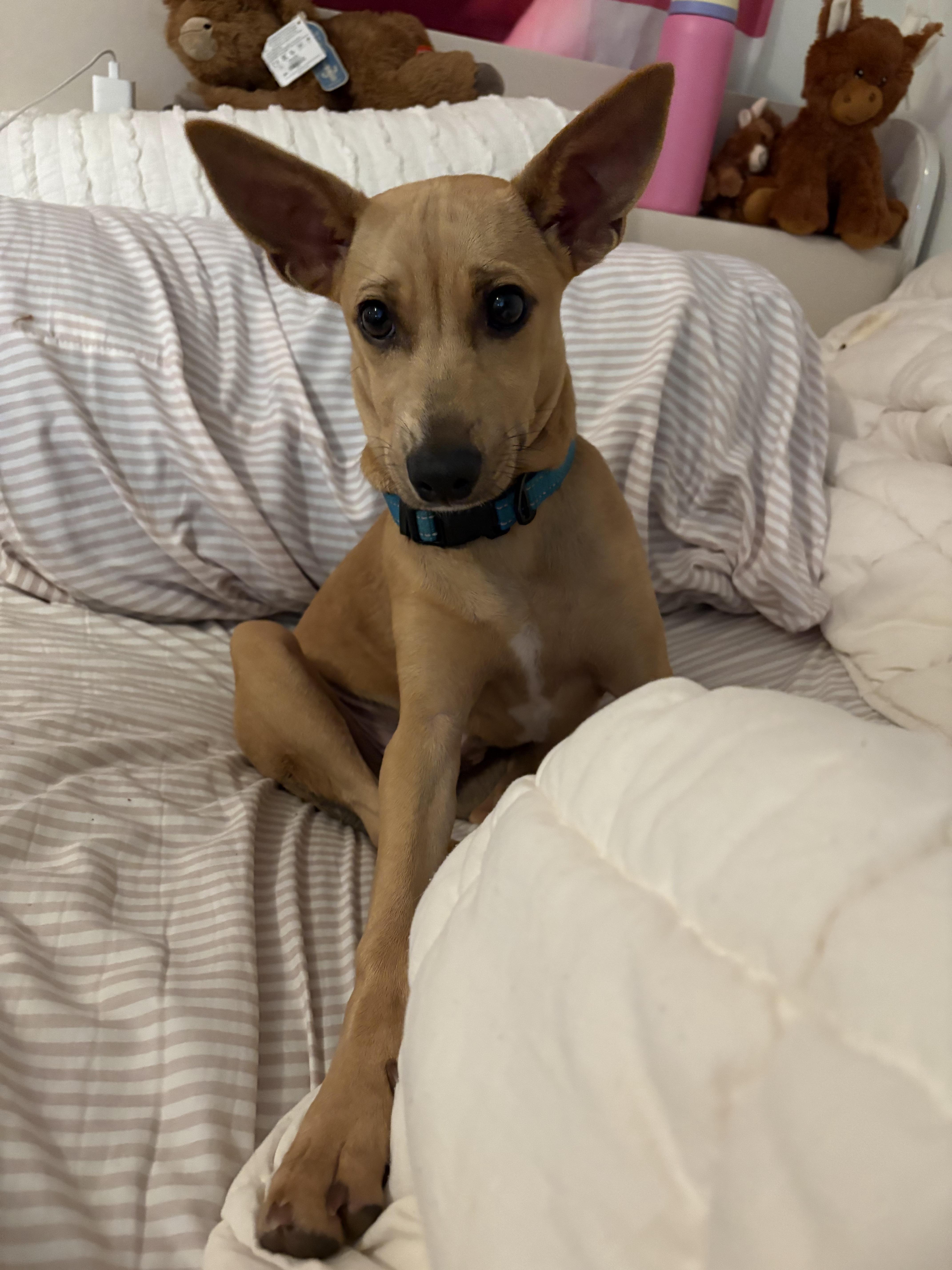 Enlarge Harry, a Adoptable mixed breed in Gallatin, TN image 1/3