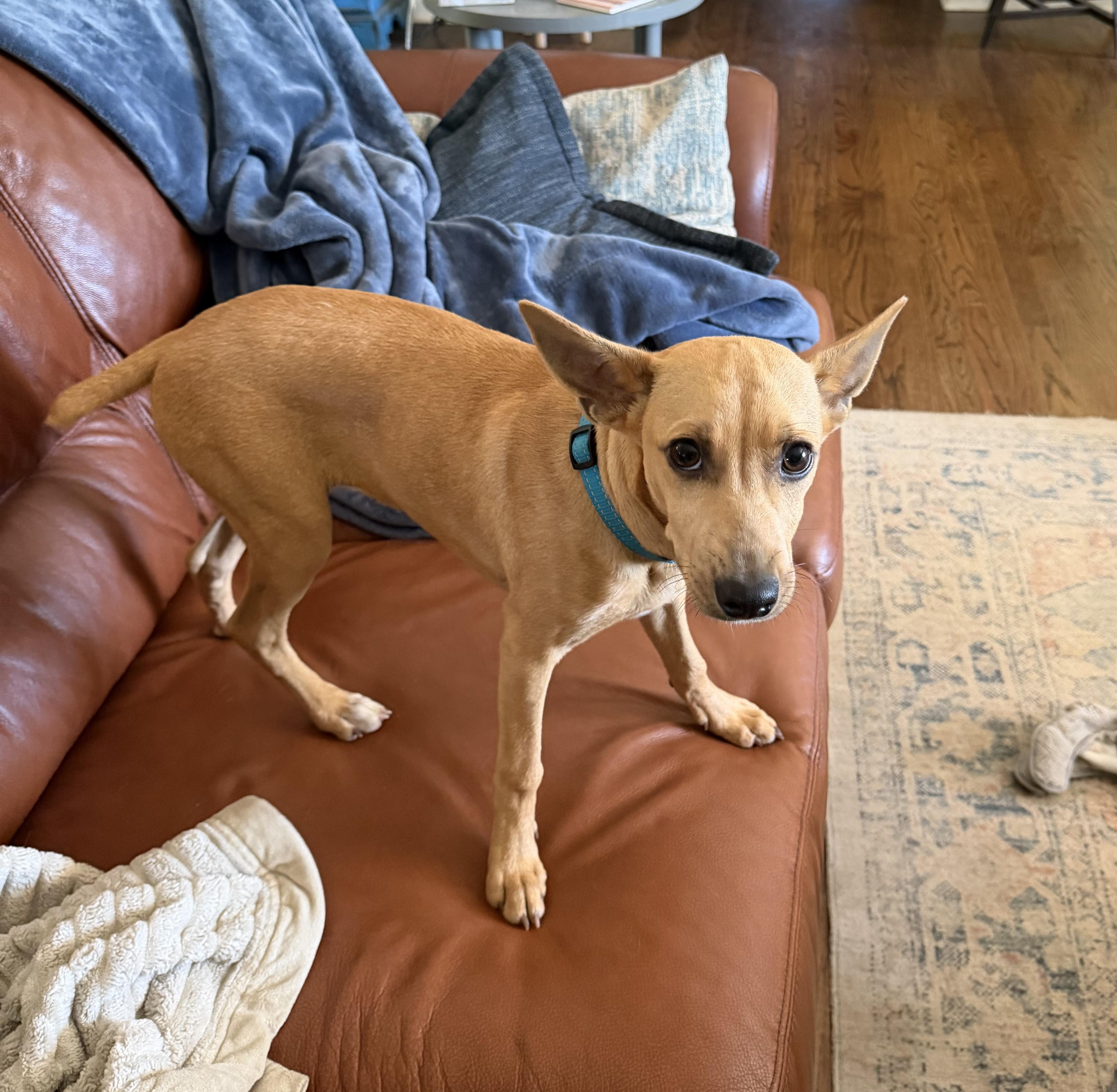 Enlarge Harry, a Adoptable mixed breed in Gallatin, TN image 2/3