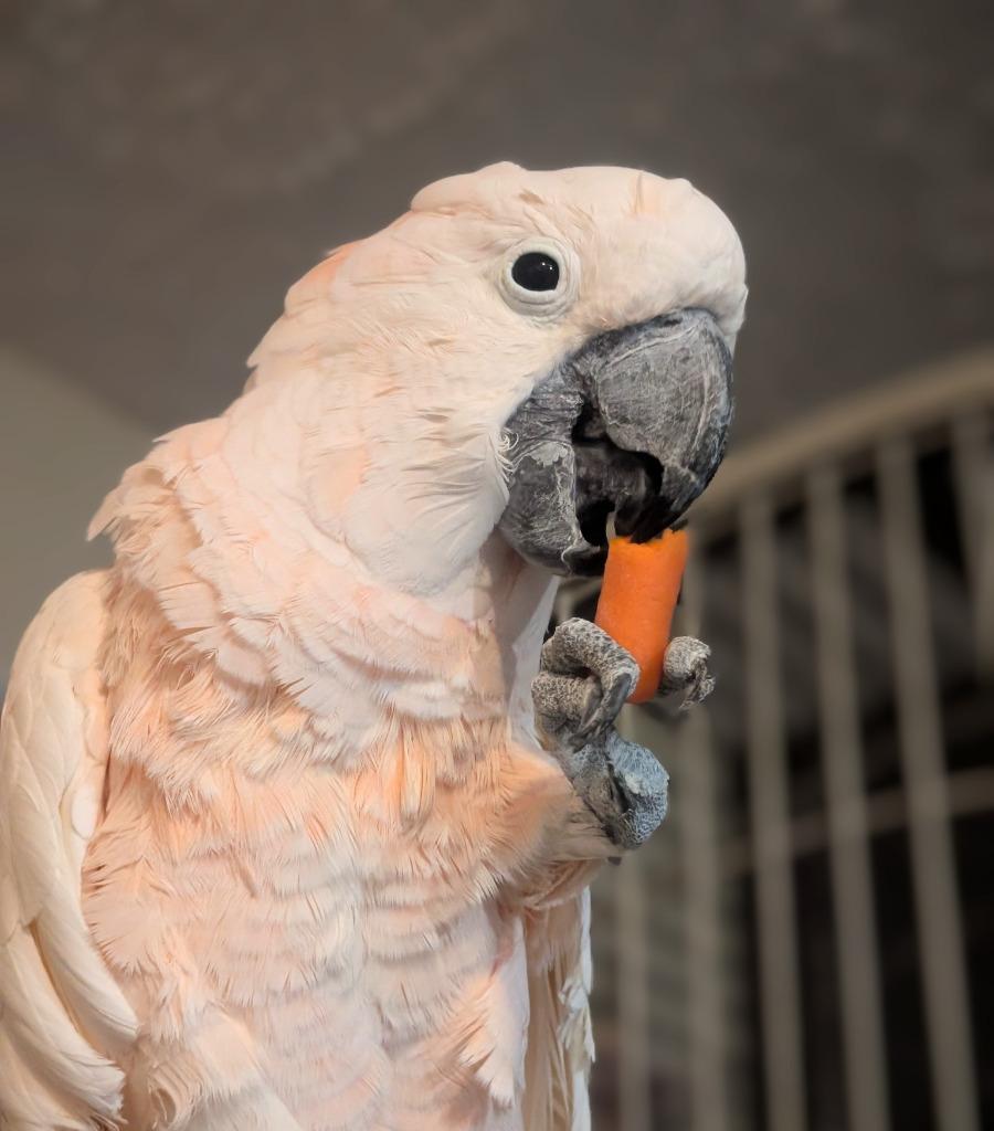 Curly, Adoptable, Senior Male Cockatoo.