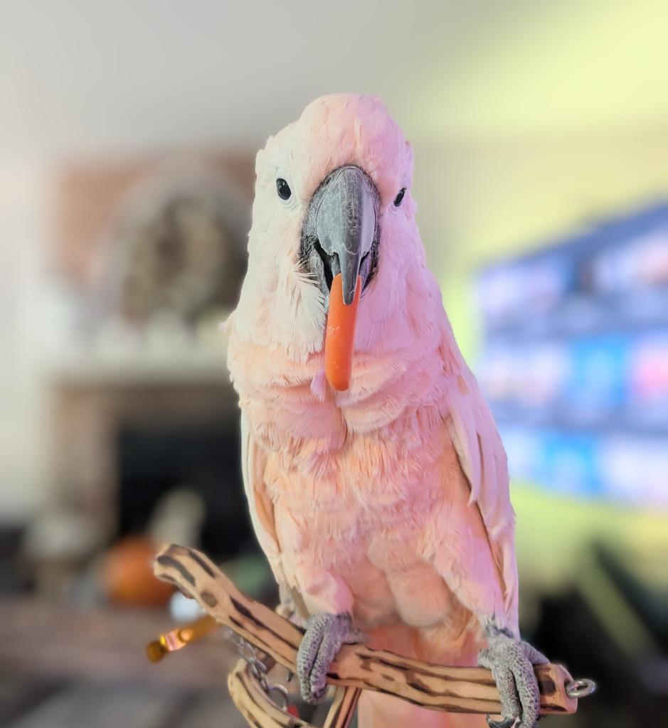 Curly, a Adoptable Cockatoo in Ballwin, MO image 1/4