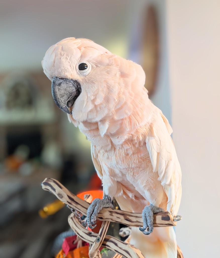 Curly, a Adoptable Cockatoo in Ballwin, MO image 3/4