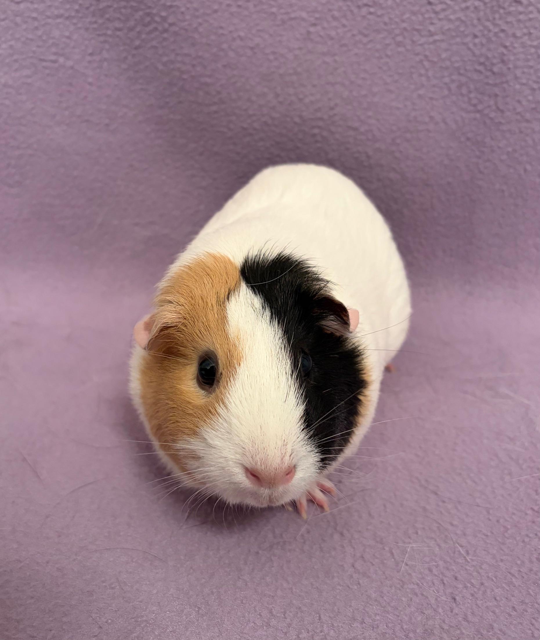 Crystal , ADOPTABLE, Adult Female Short-Haired.