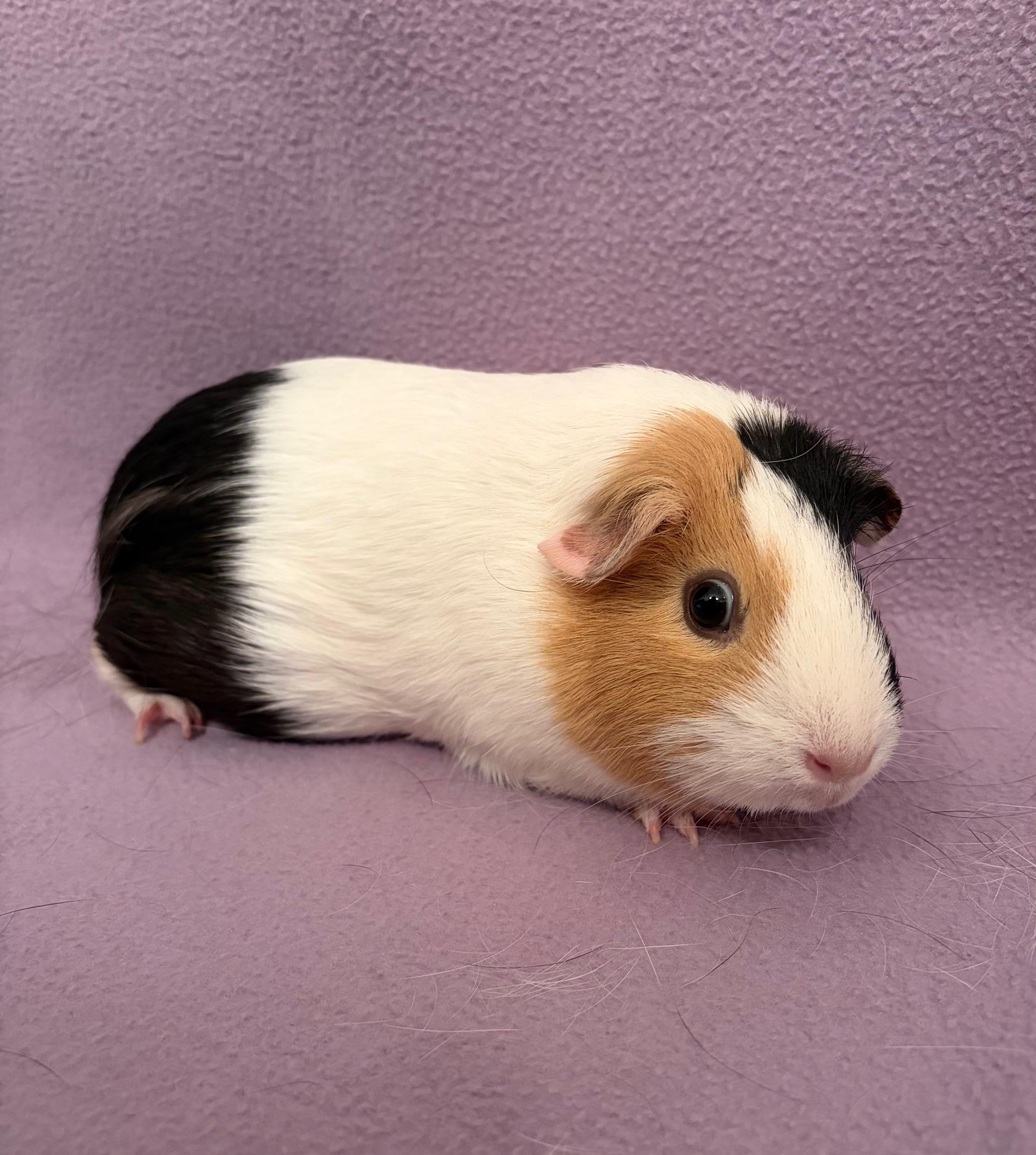 Enlarge Crystal , a ADOPTABLE Short-Haired in Sauk Village, IL image 4/4