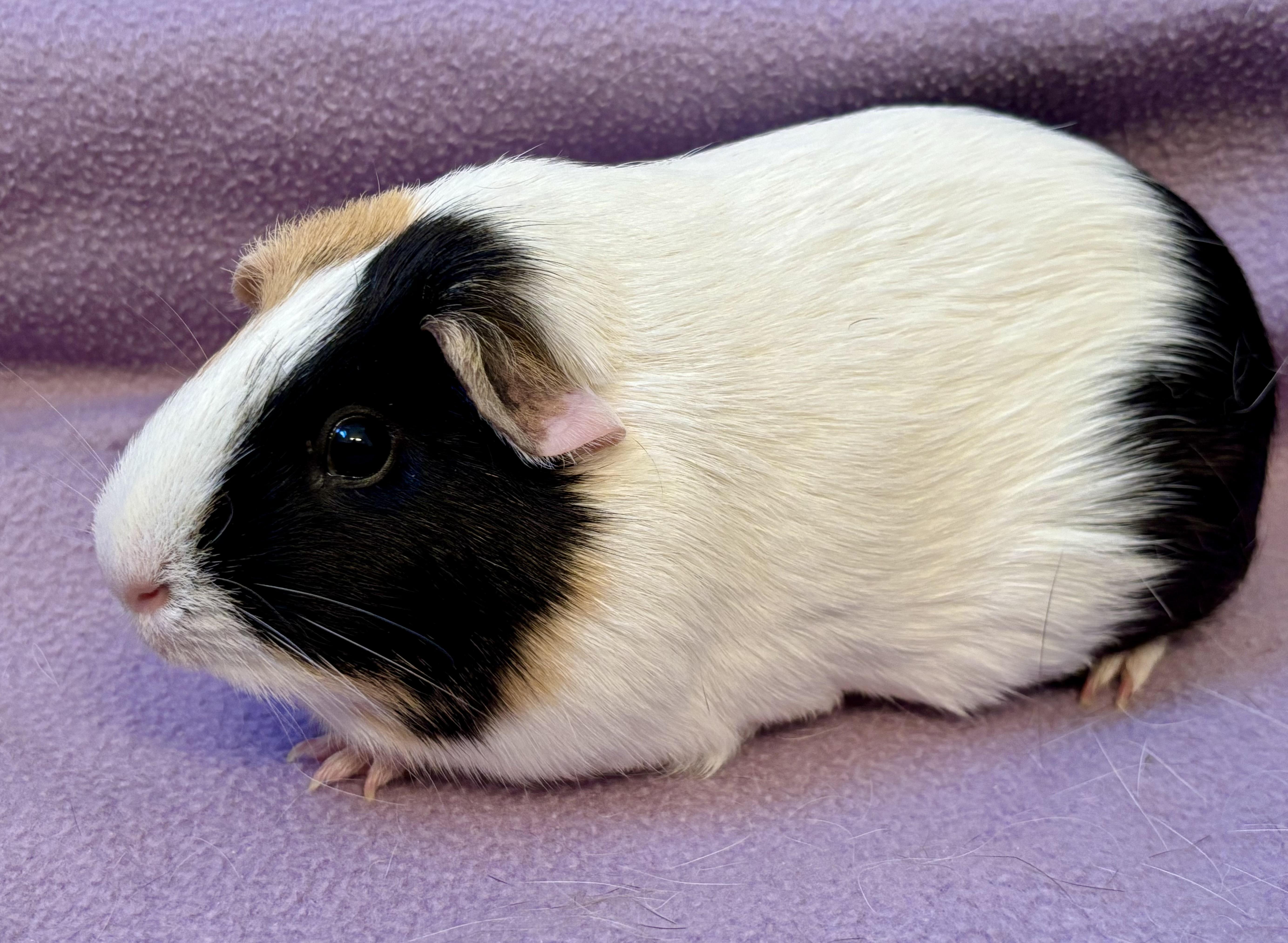 Enlarge Crystal , a ADOPTABLE Short-Haired in Sauk Village, IL image 3/4