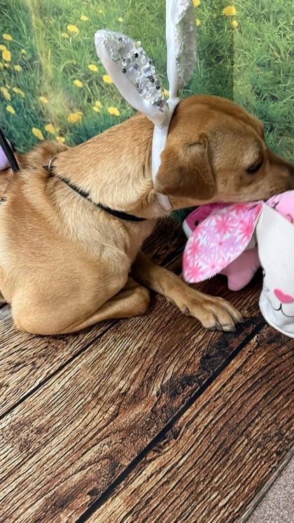 Coby, a Adoptable mixed breed in Balch Springs, TX image 1/3