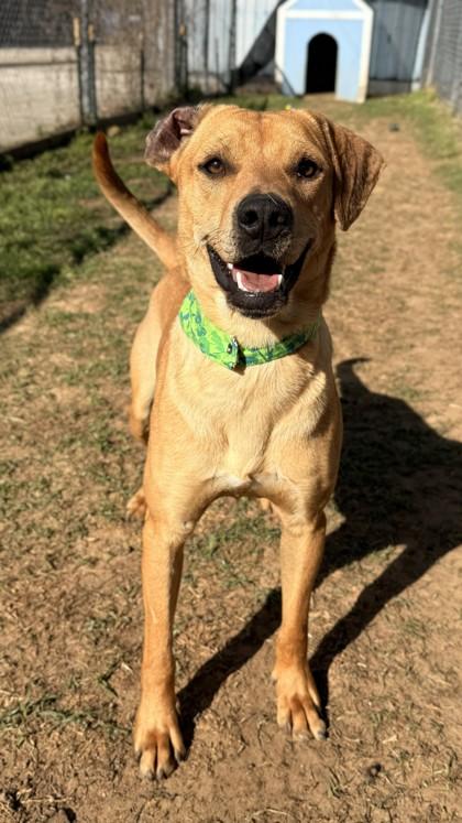 Coby, a Adoptable mixed breed in Balch Springs, TX image 2/3