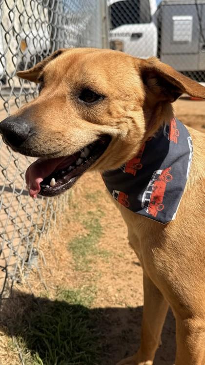 Coby, a Adoptable mixed breed in Balch Springs, TX image 3/3